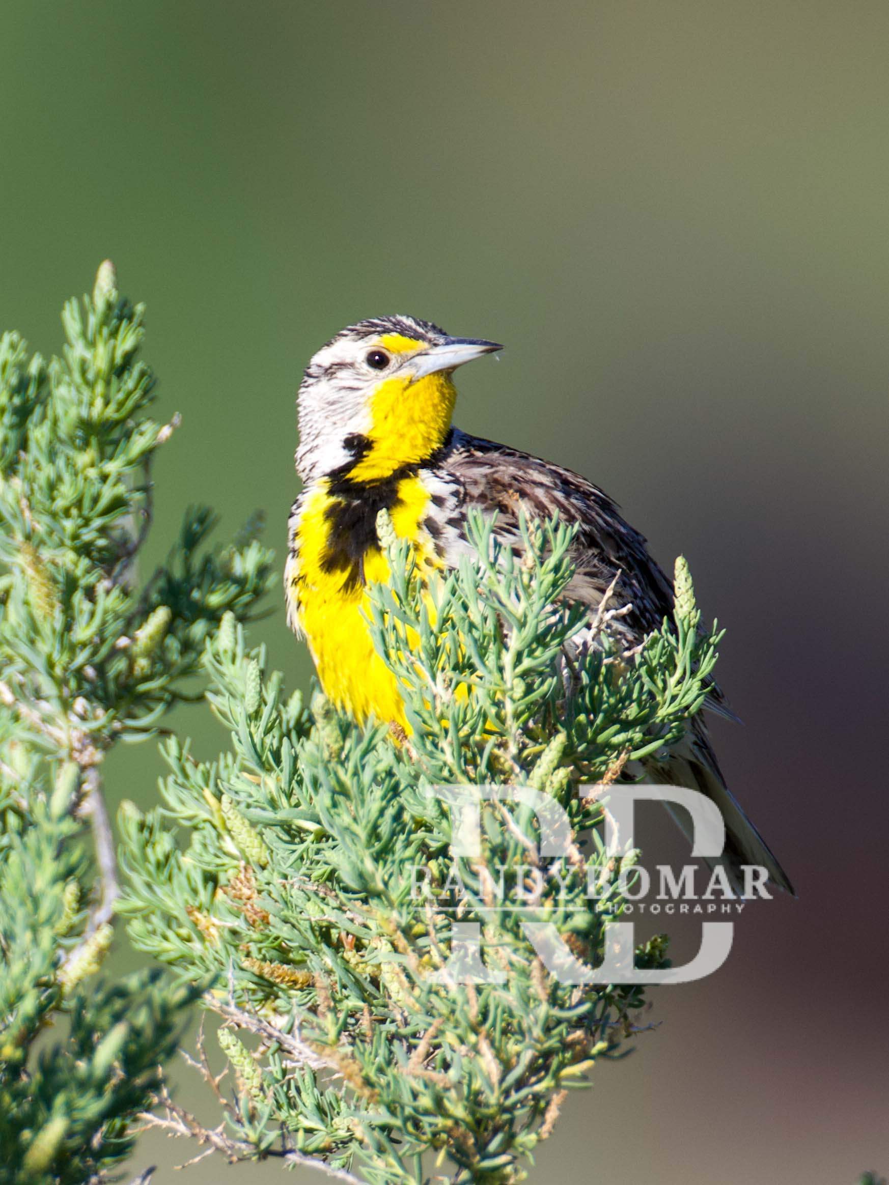 Meadowlark