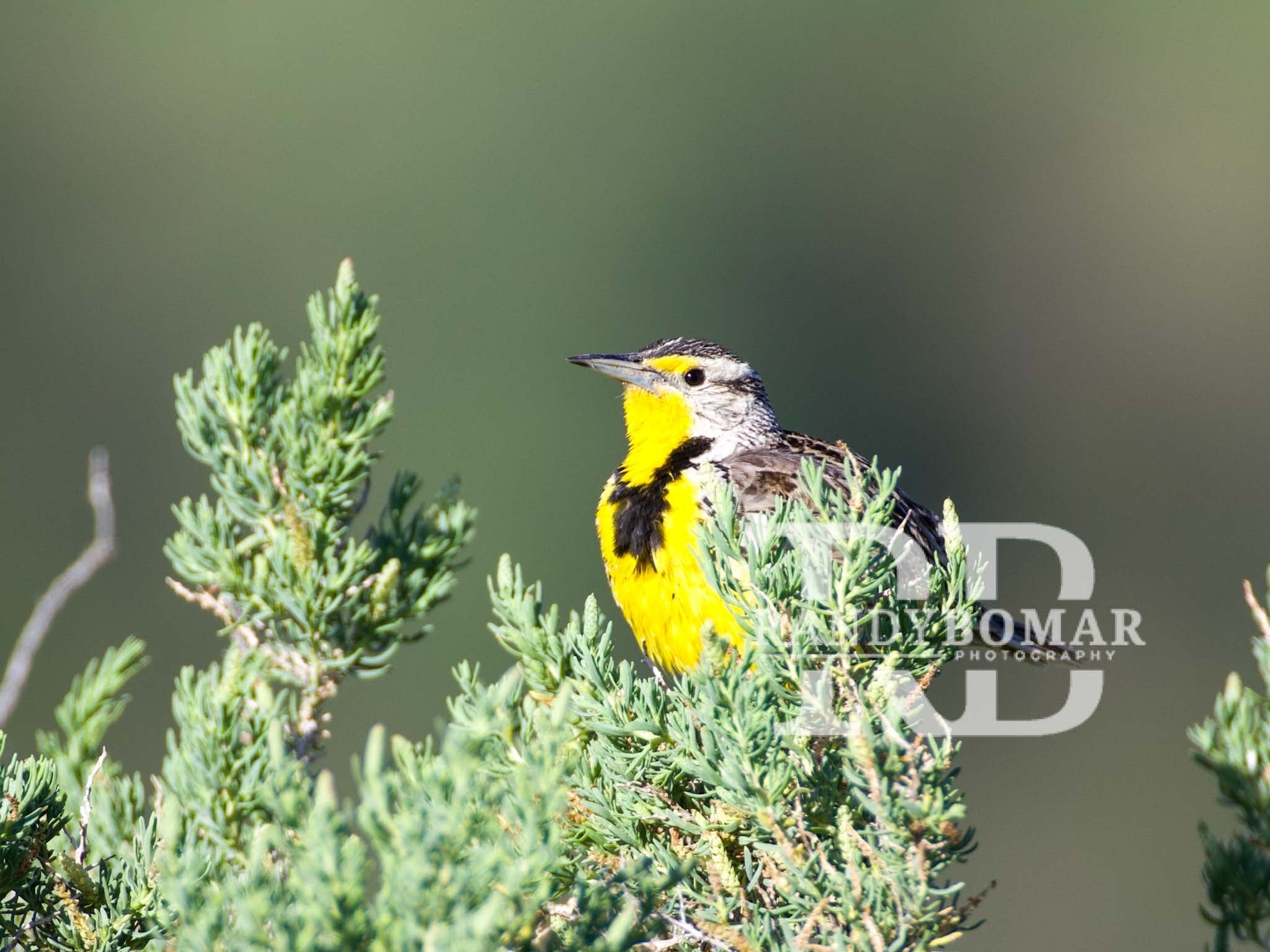 Meadowlark