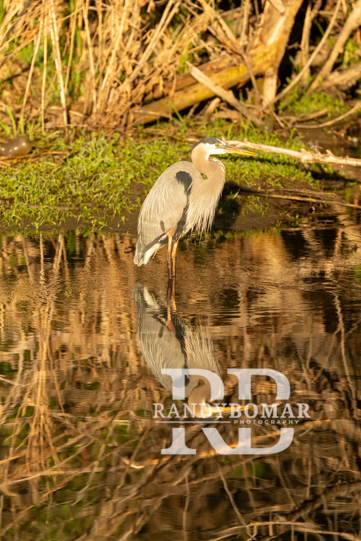 Blue Heron