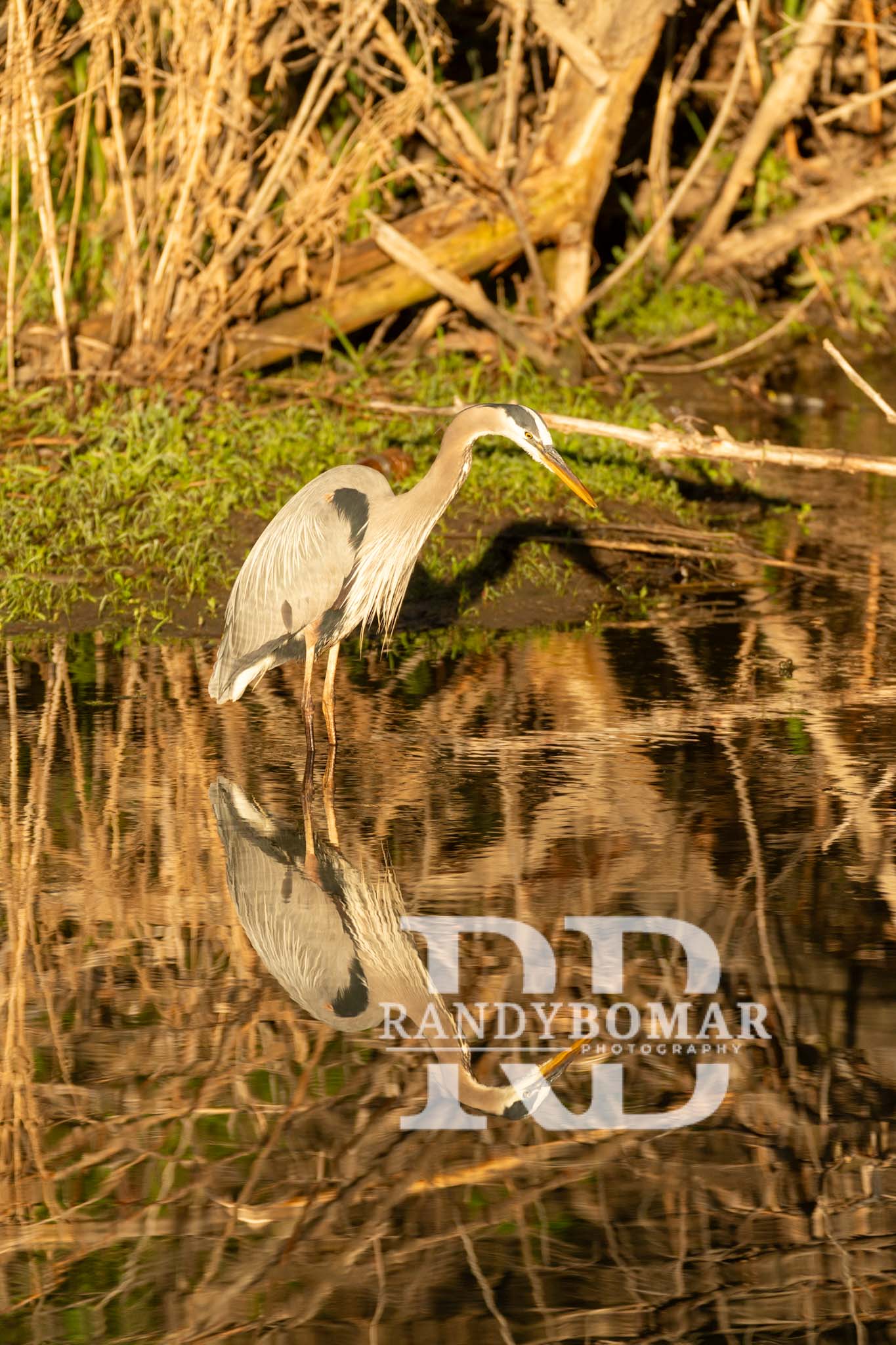 Blue Heron
