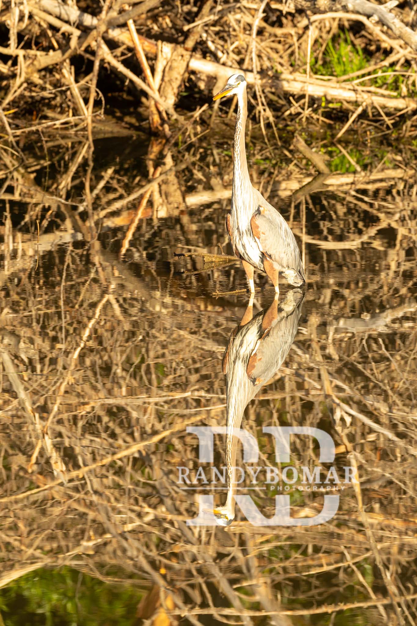 Blue Heron