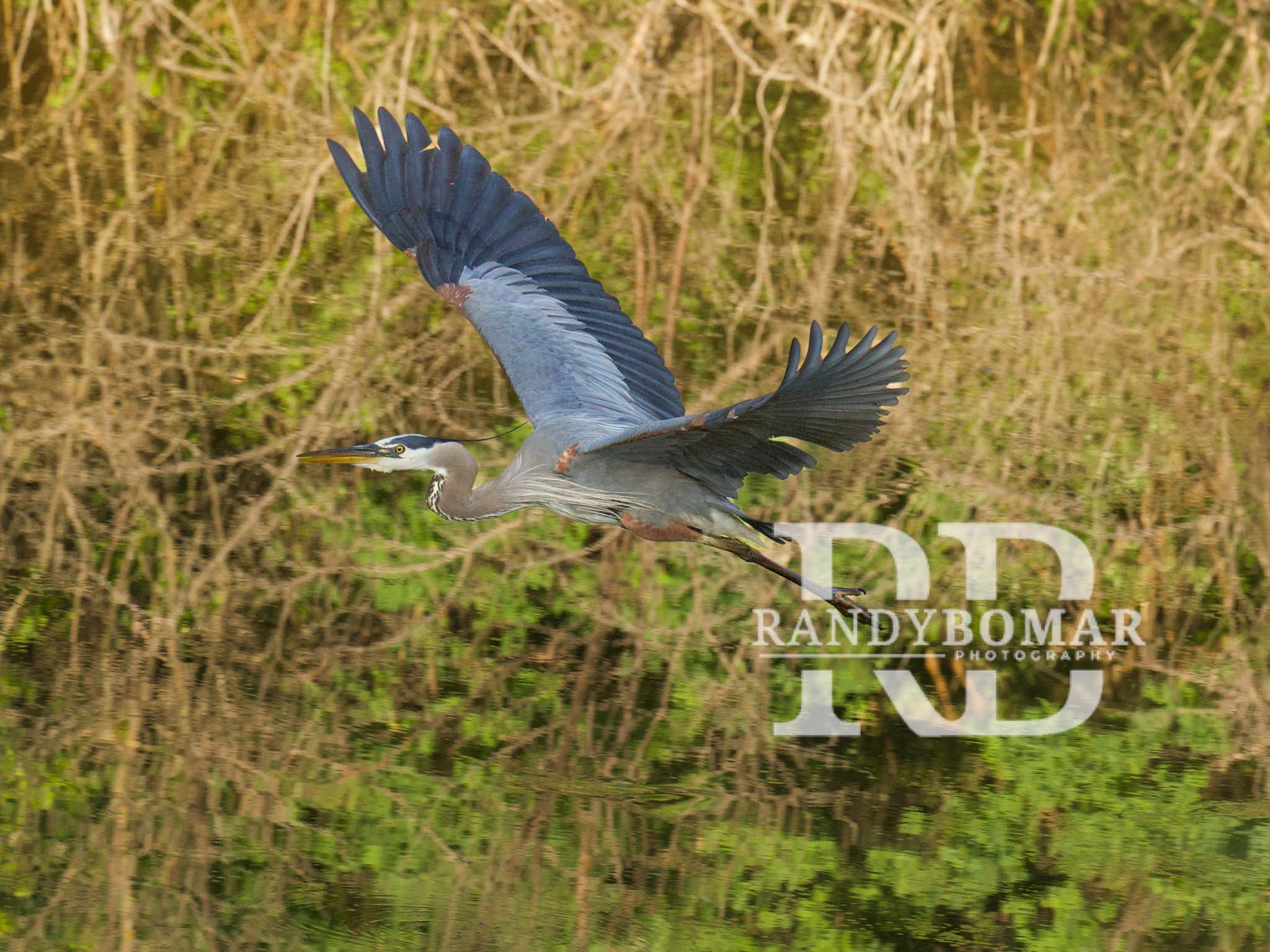Blue Heron
