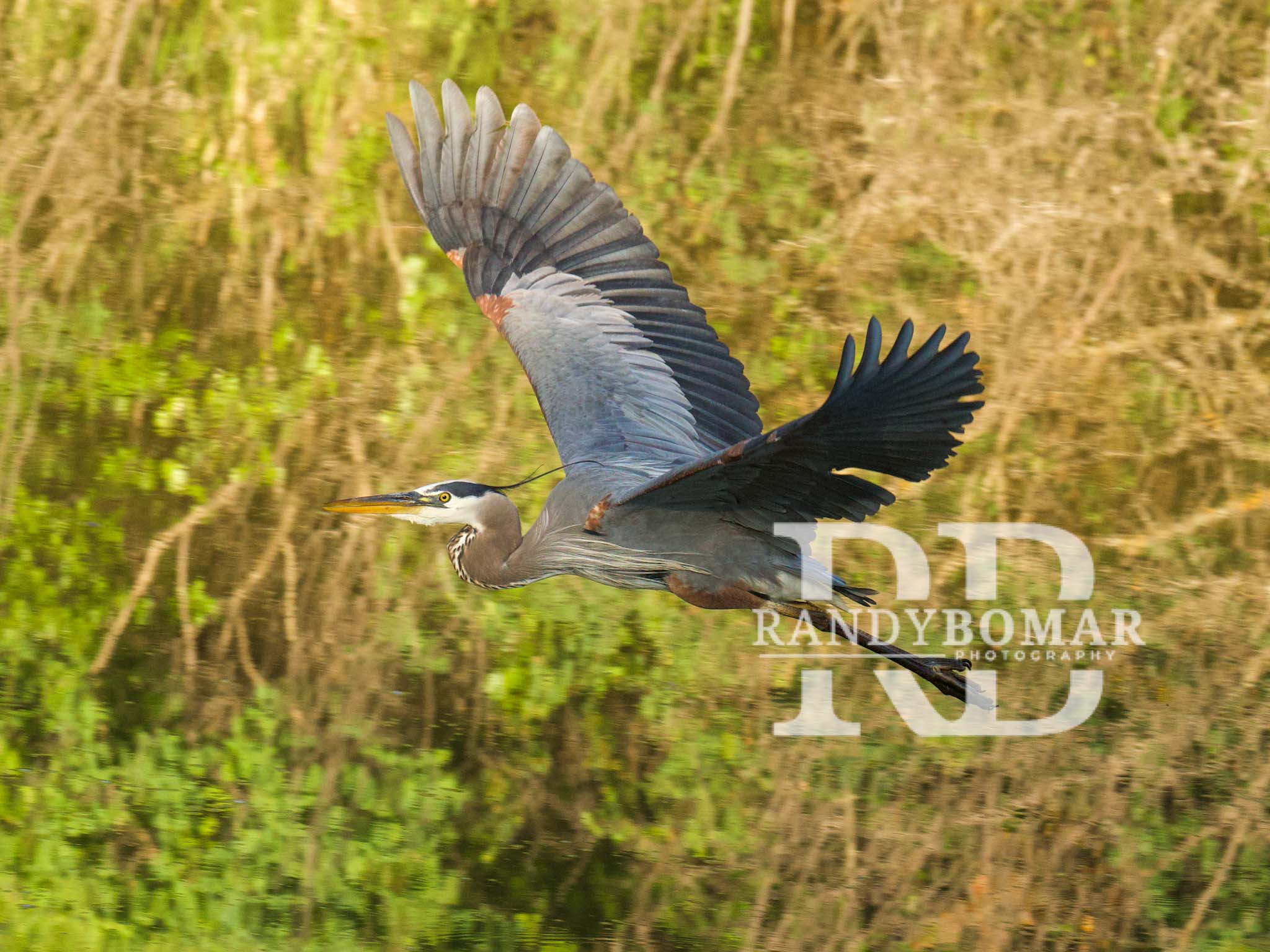 Blue Heron