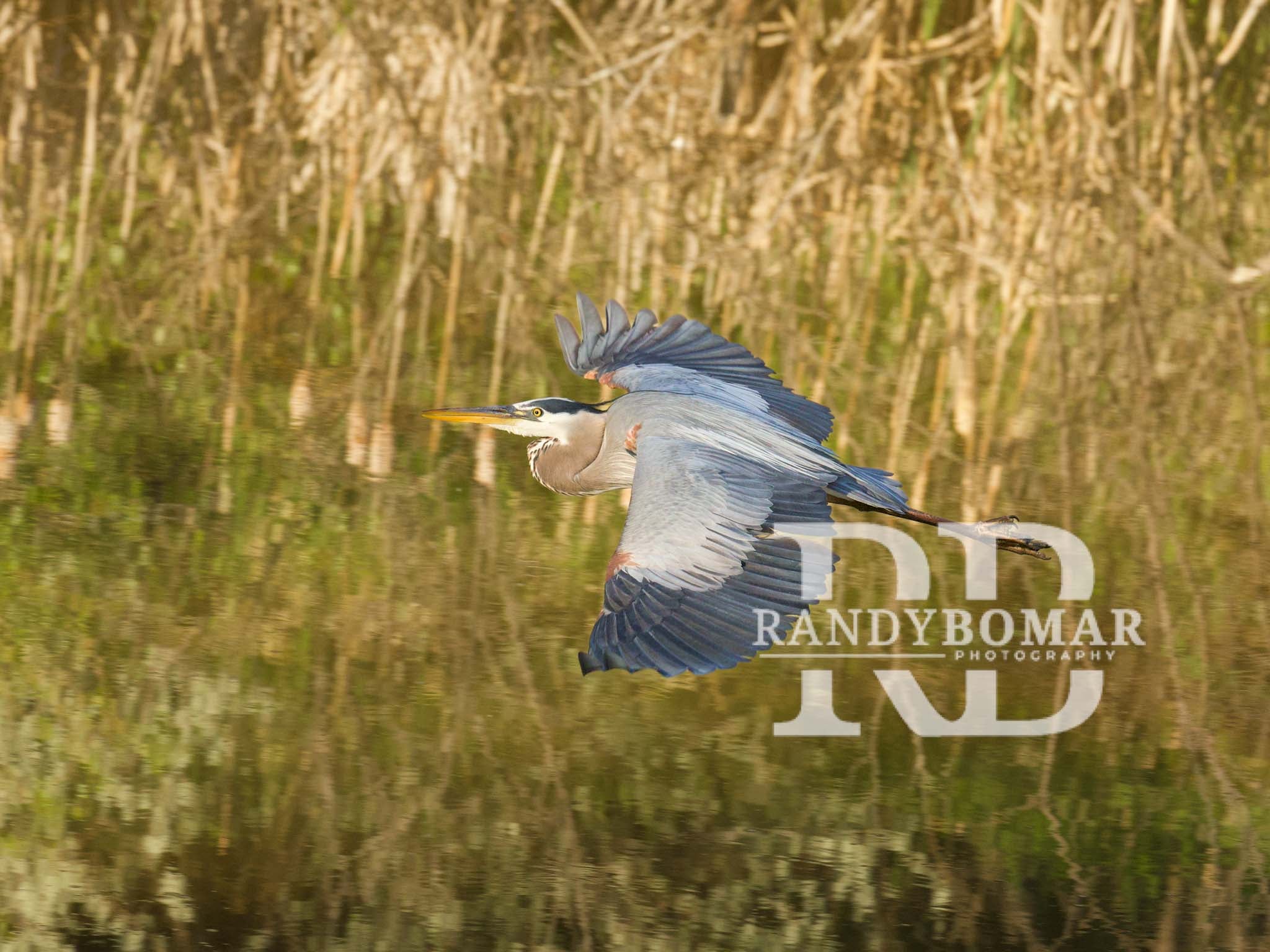 Blue Heron