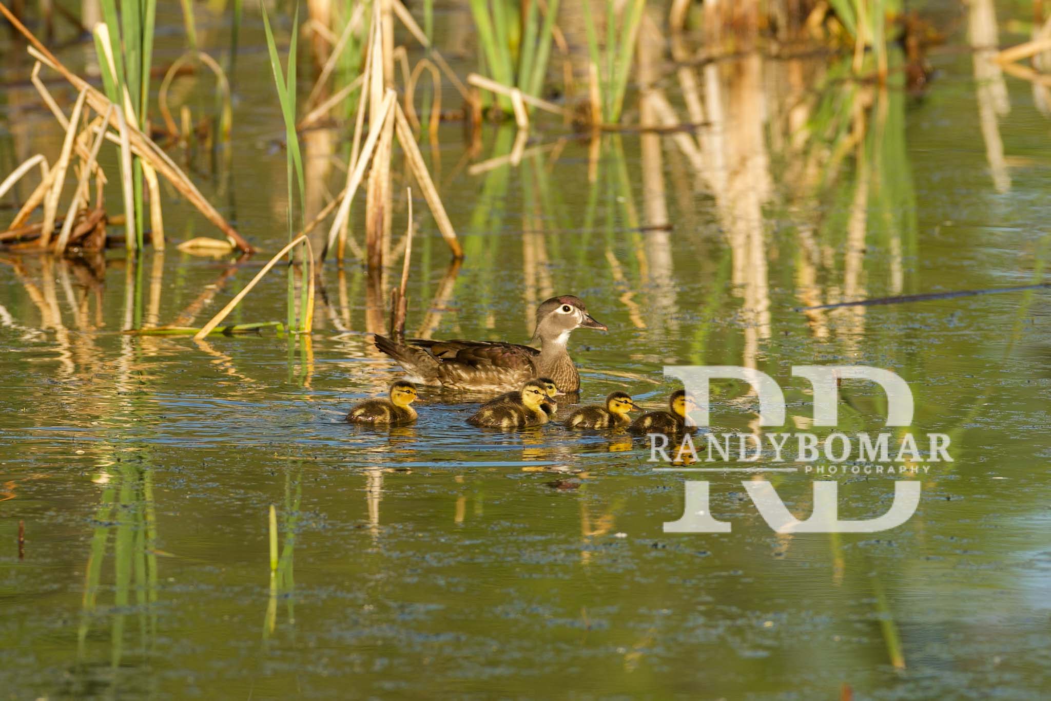 Waterfowl