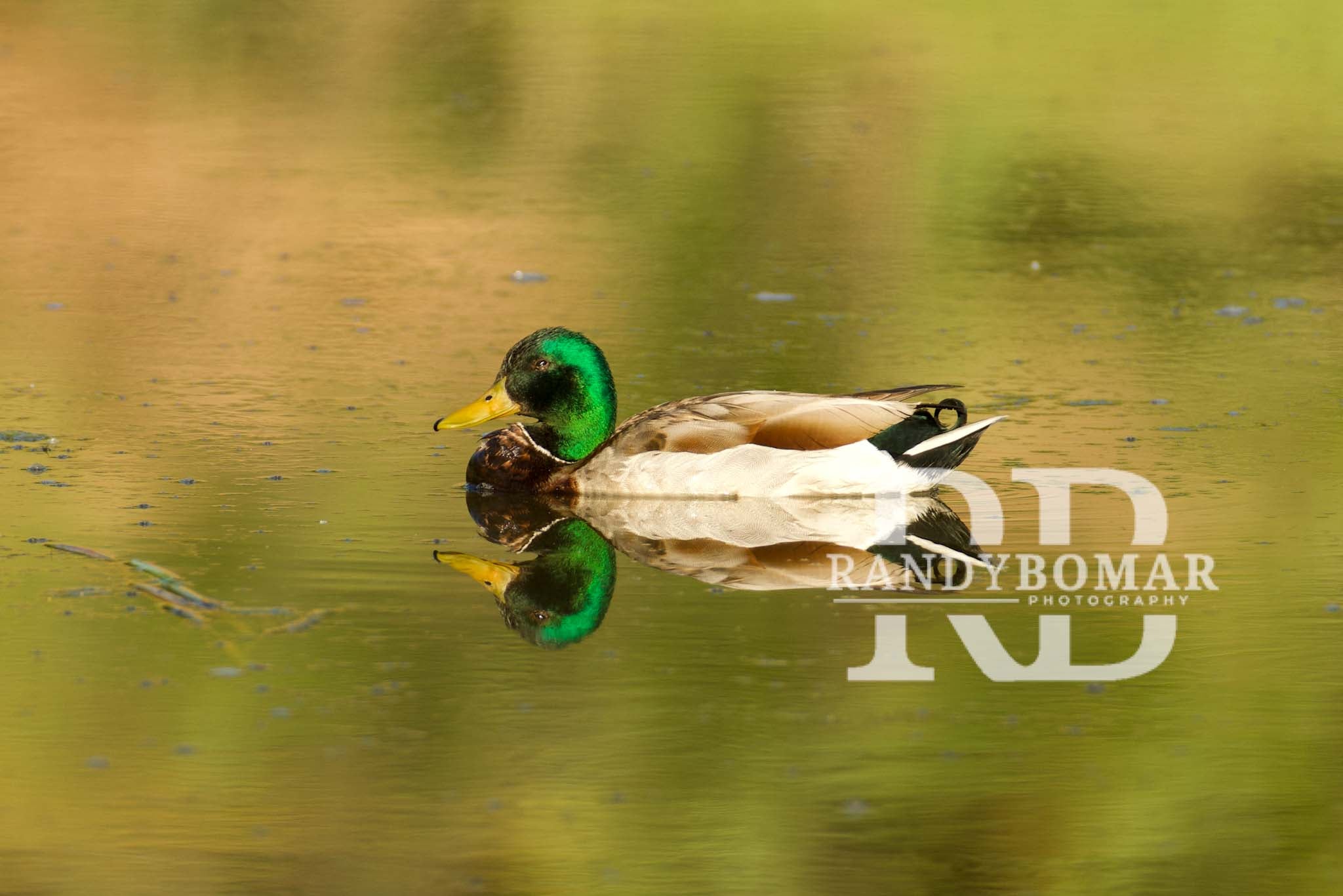 Waterfowl