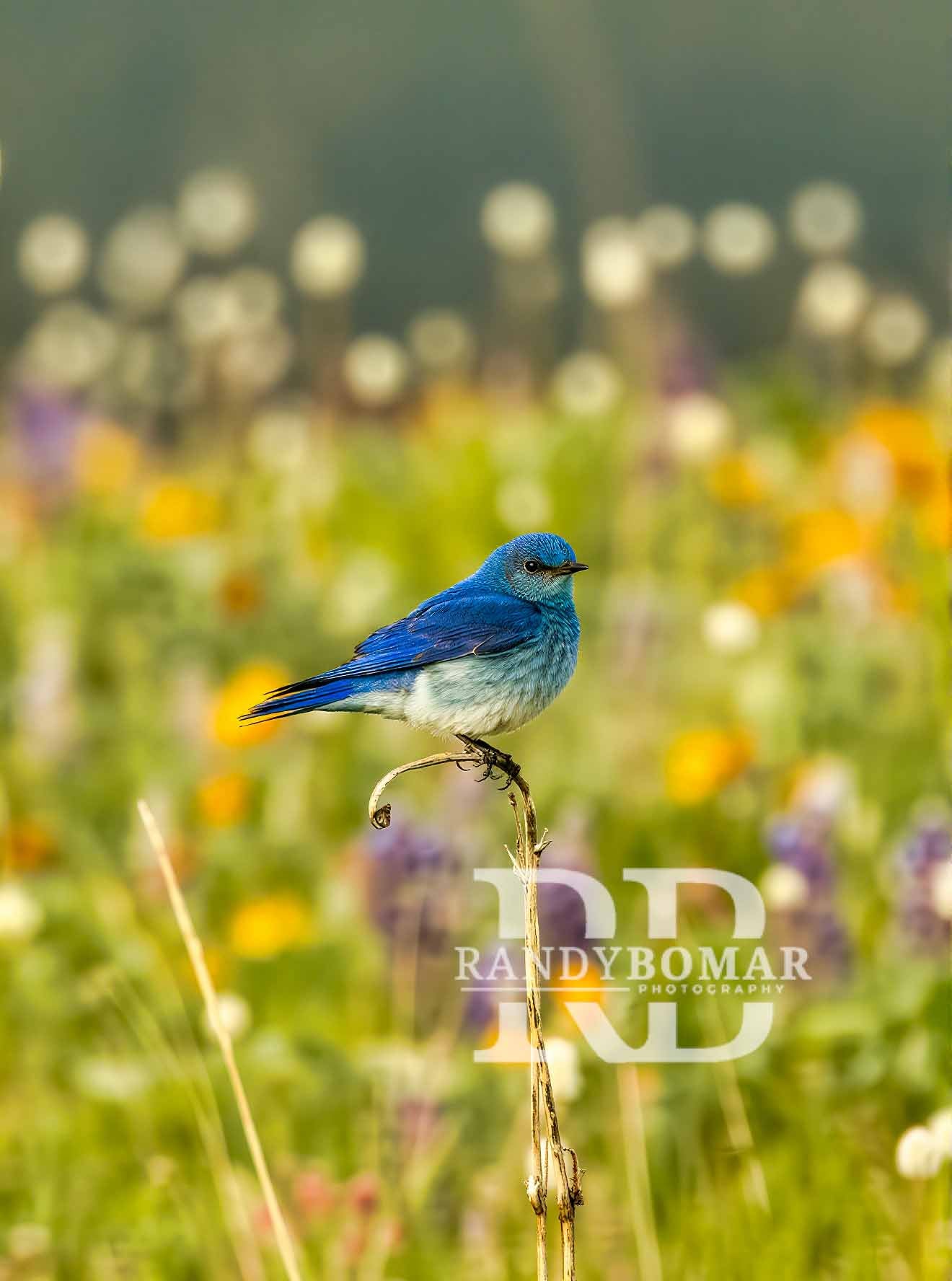 Blue Bird