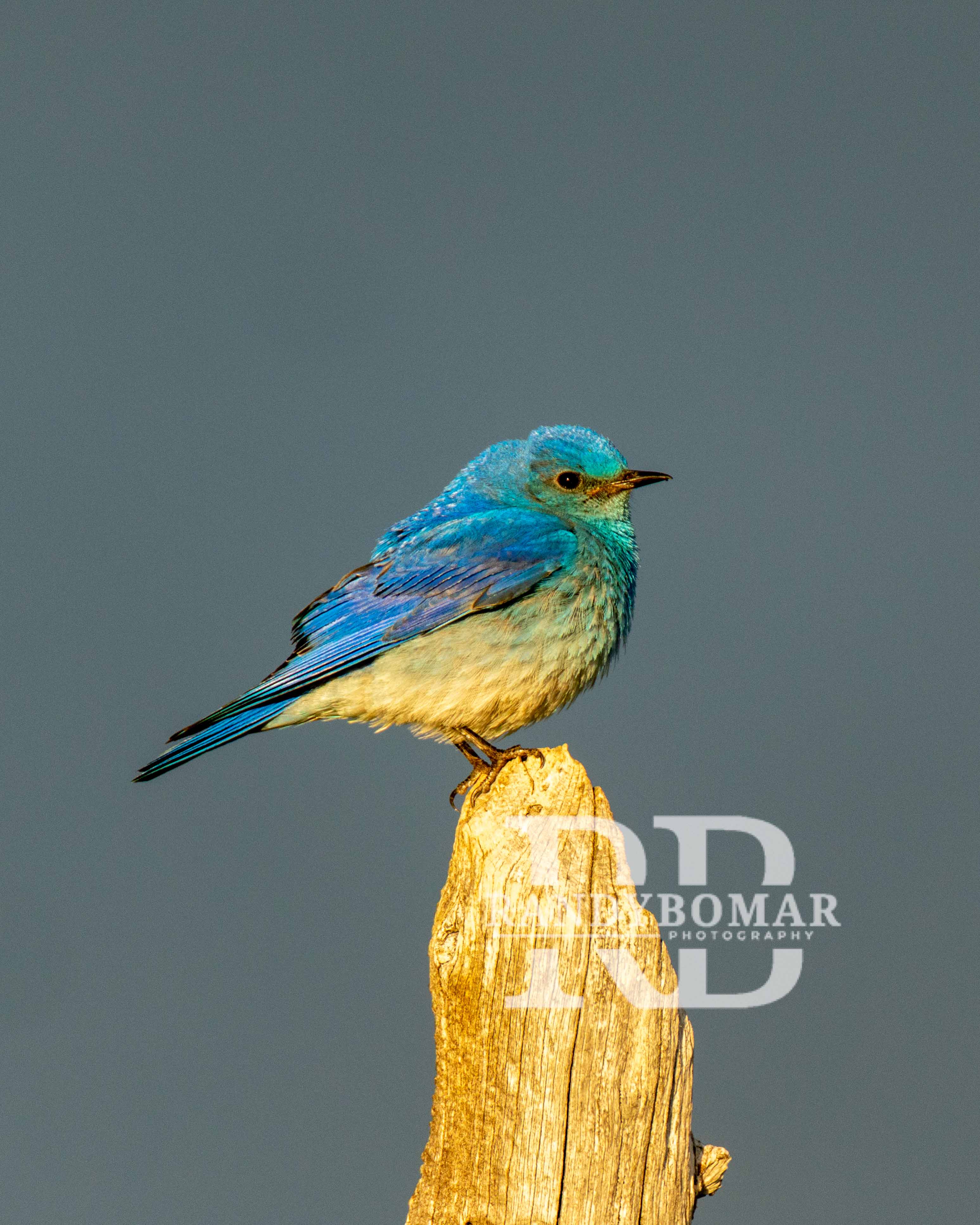 Blue Bird