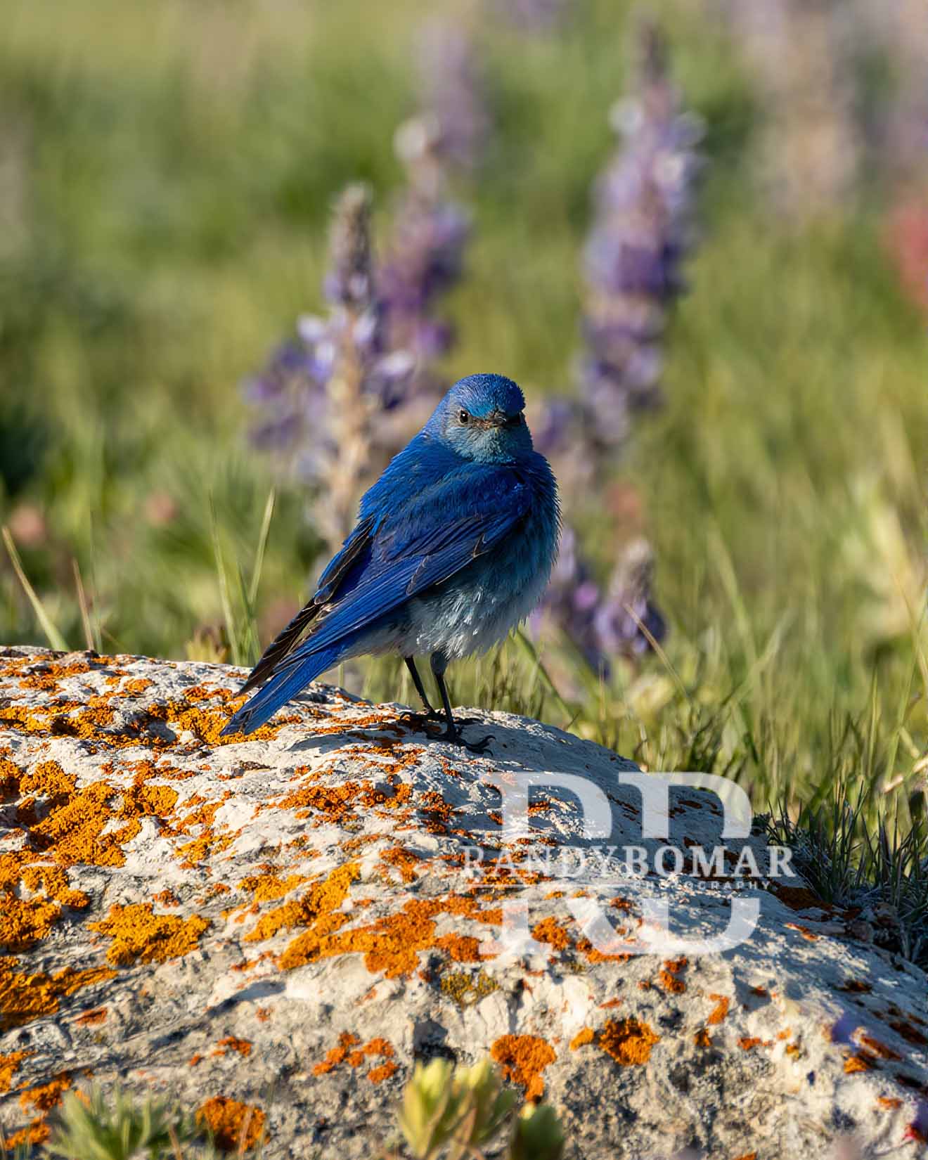 Blue Bird