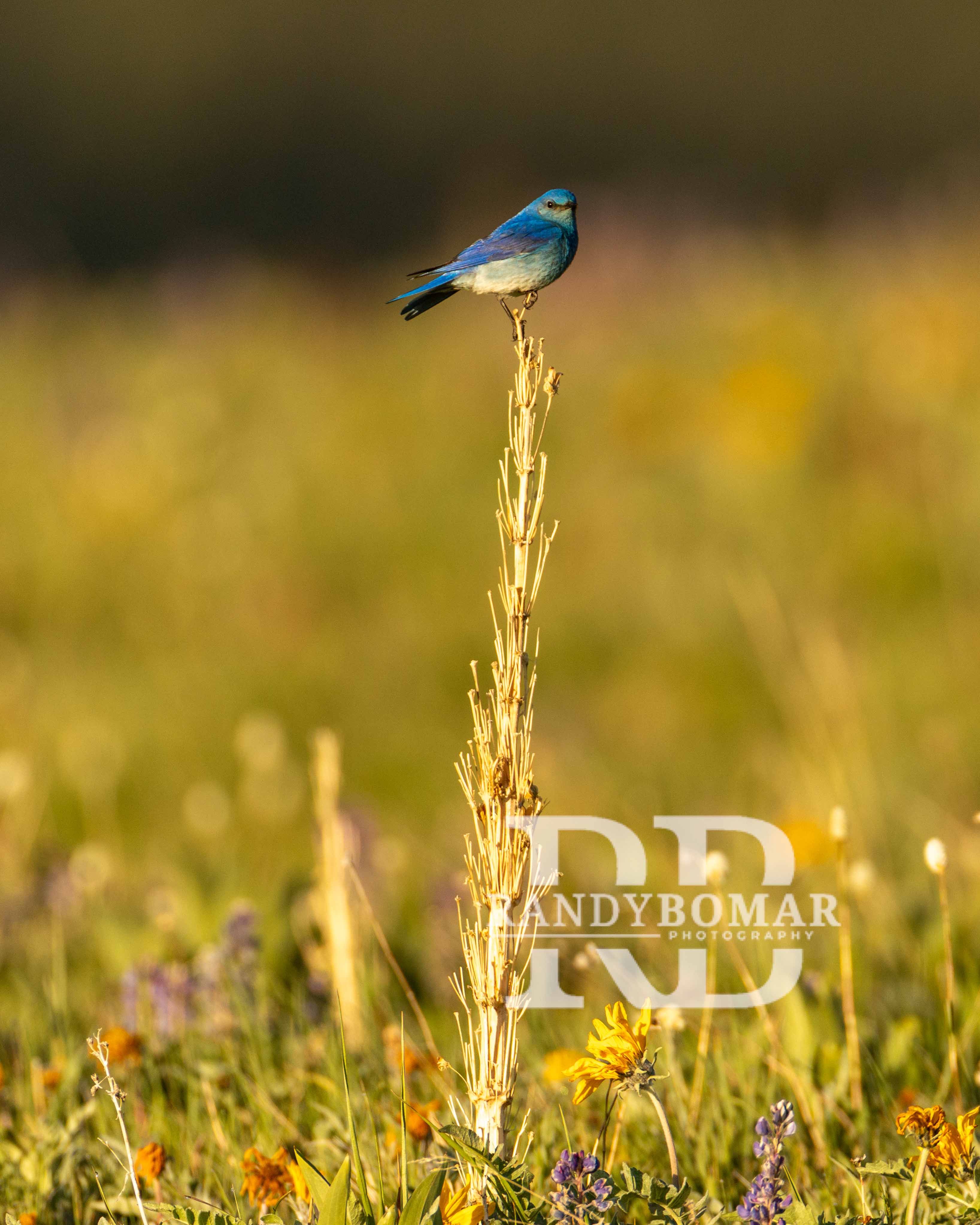 Blue Bird
