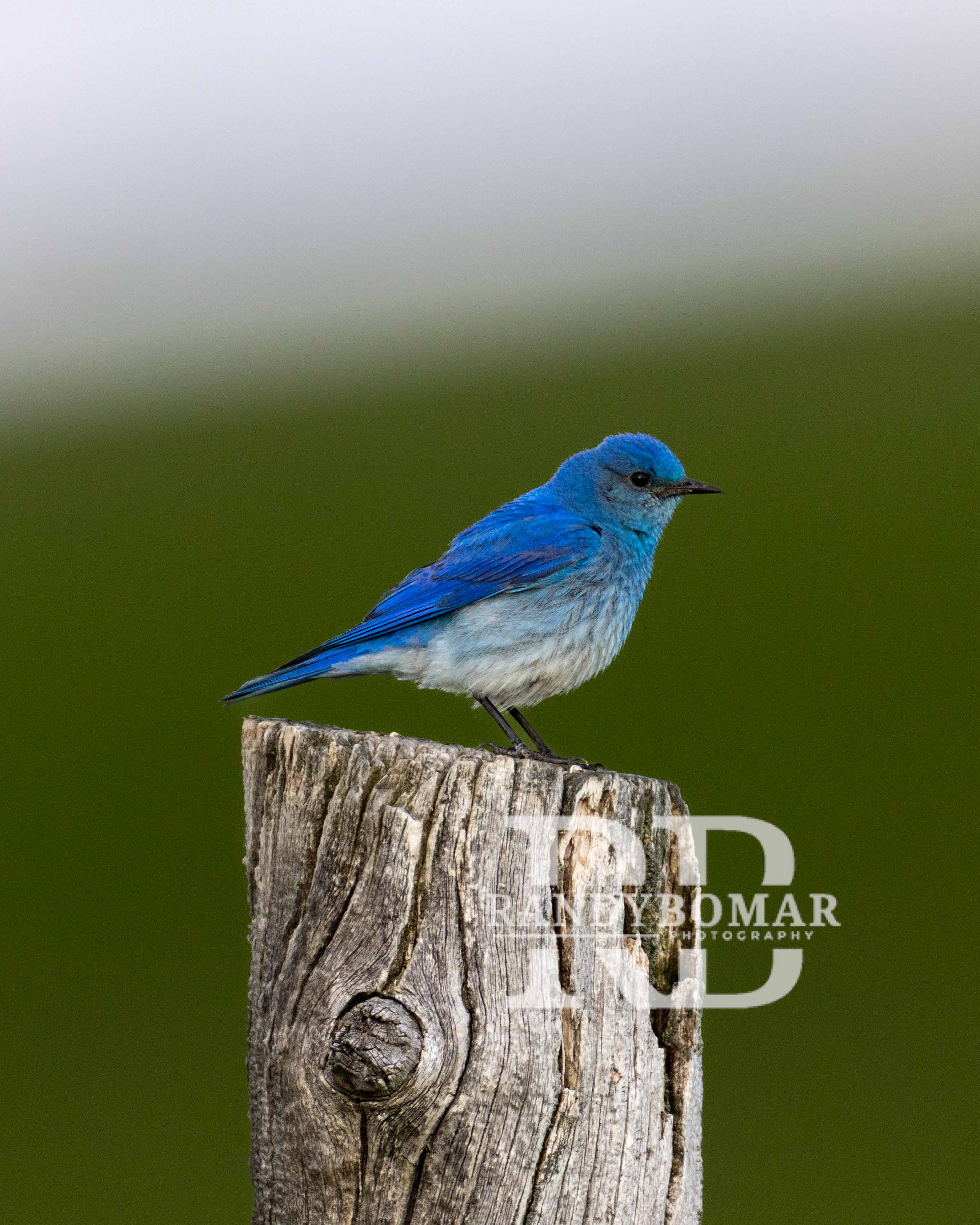 Blue Bird
