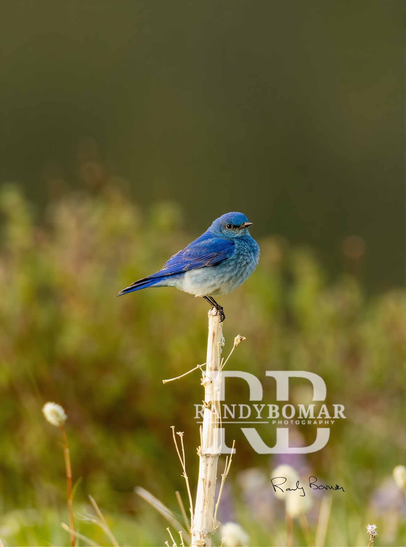 Blue Bird