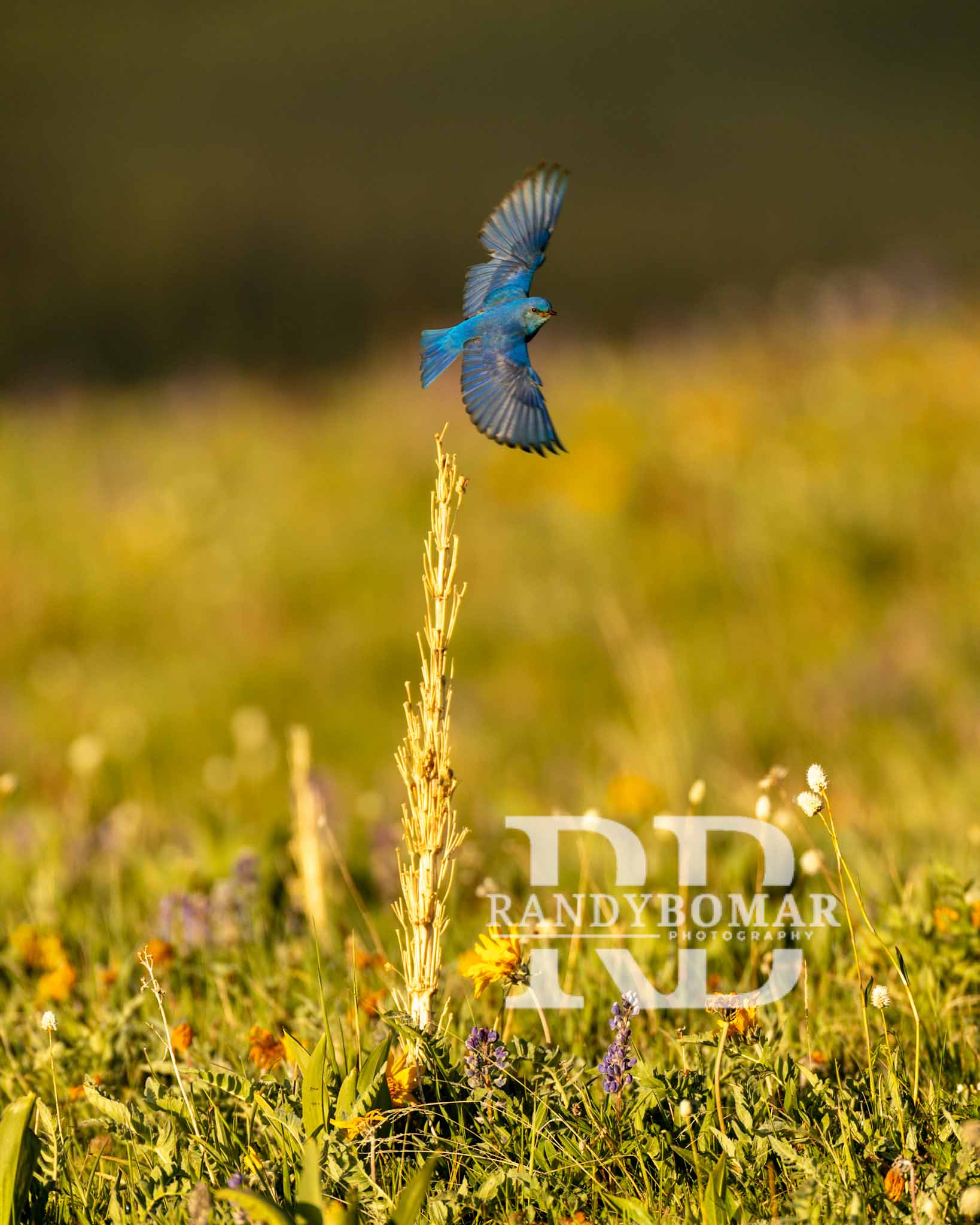 Blue Bird