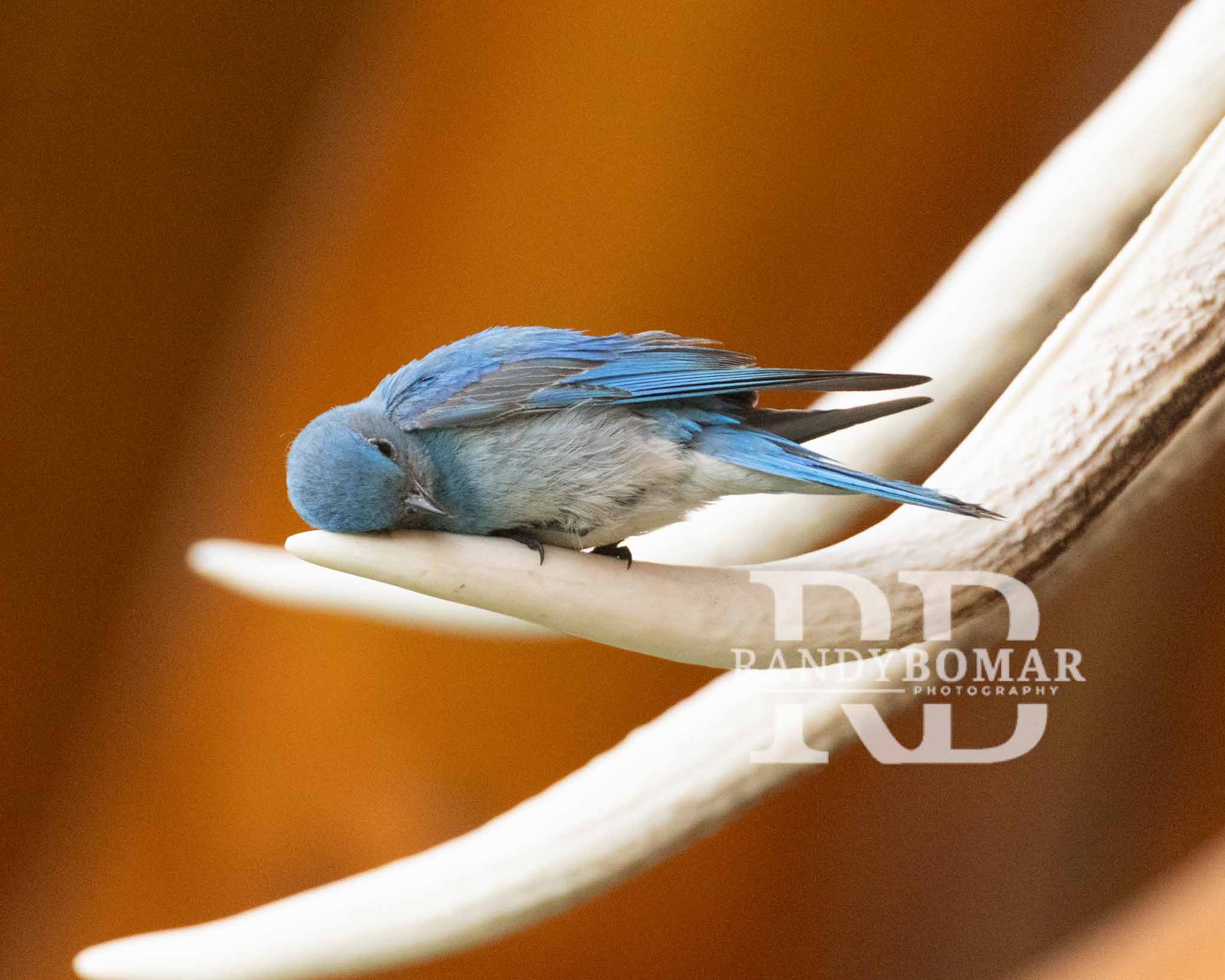 Blue Bird