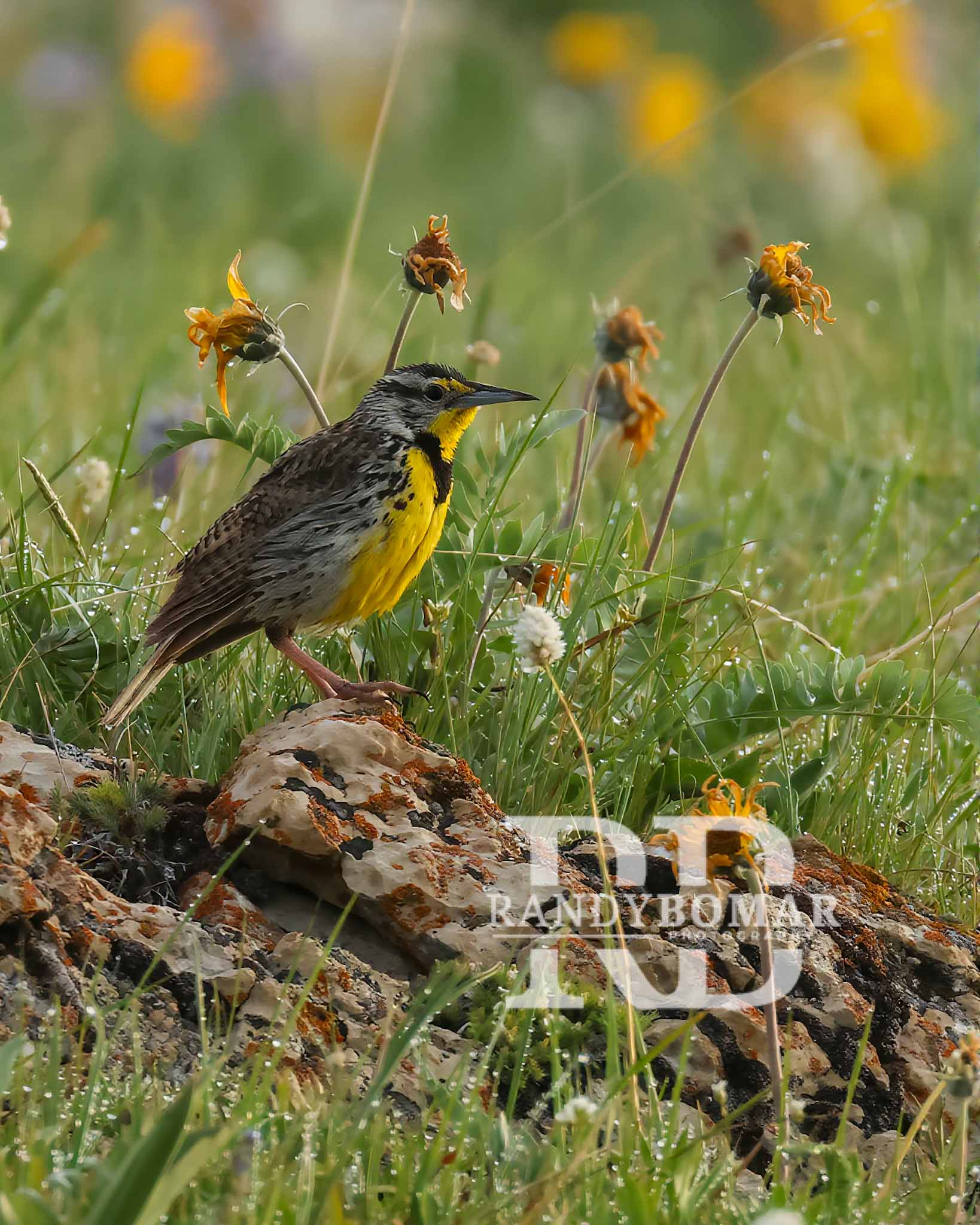Meadowlark