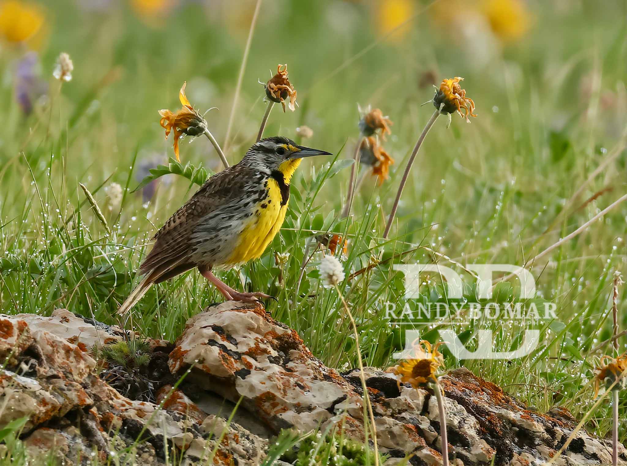 Meadowlark