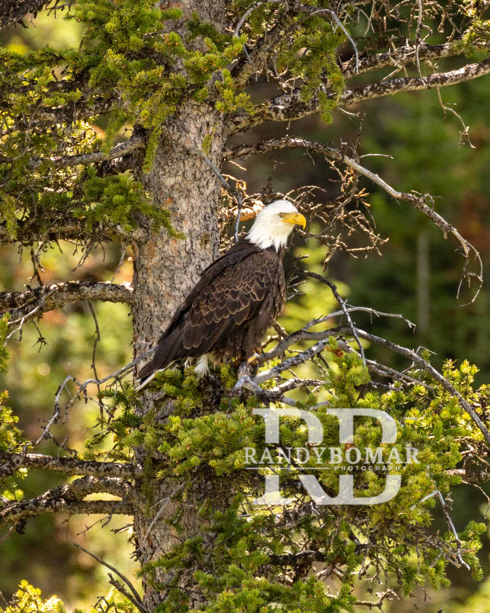 Eagles