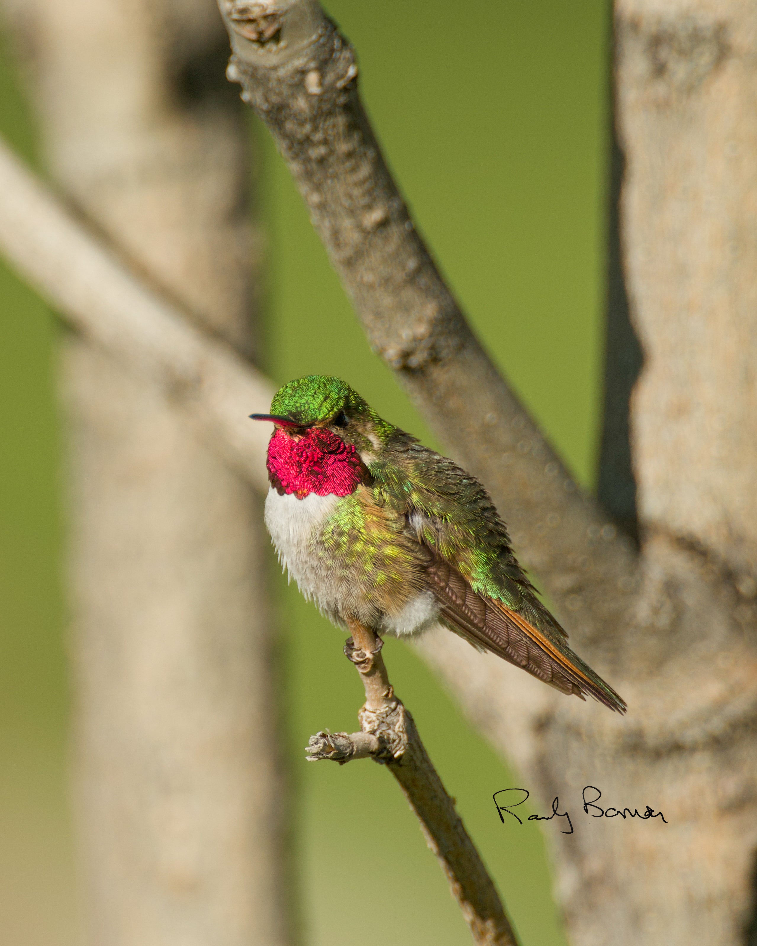Hummingbird