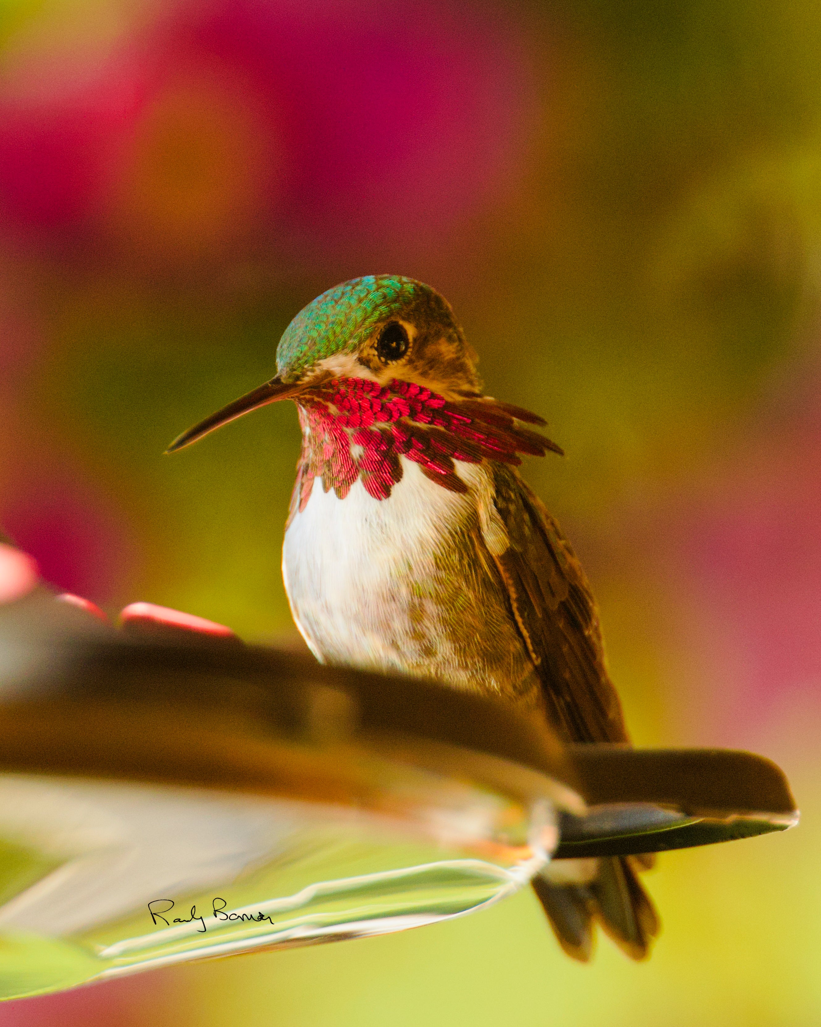 Hummingbird