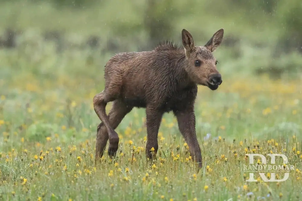 Calf Moose In Rain Physical