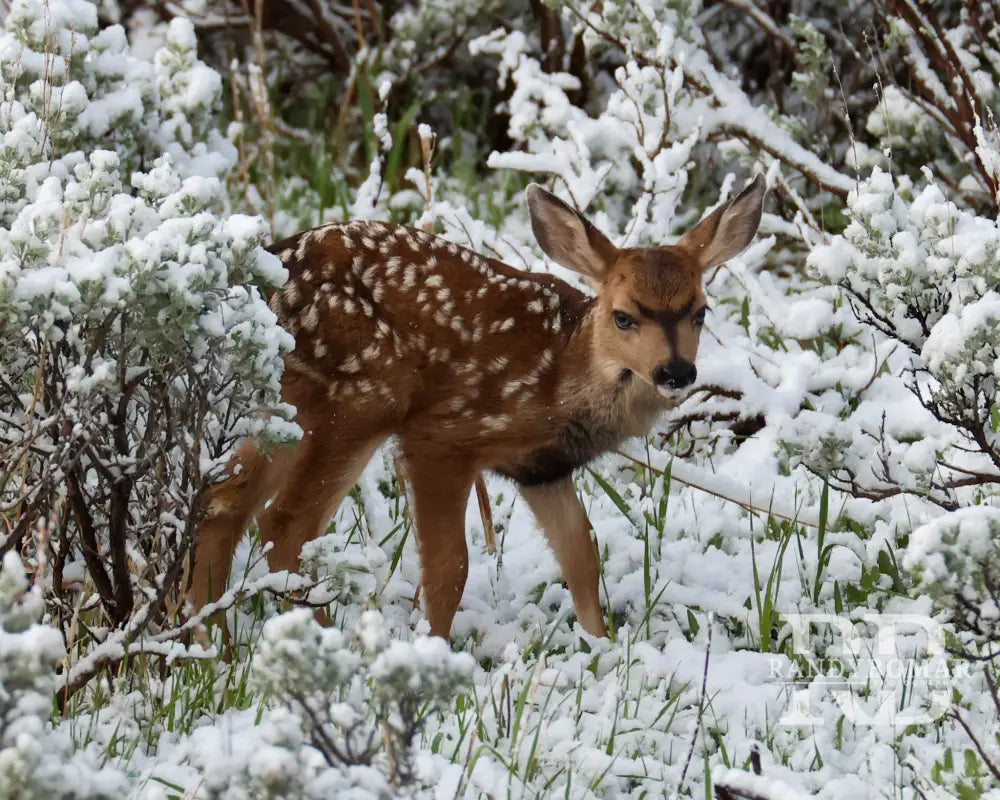 Deer Fawn in snow