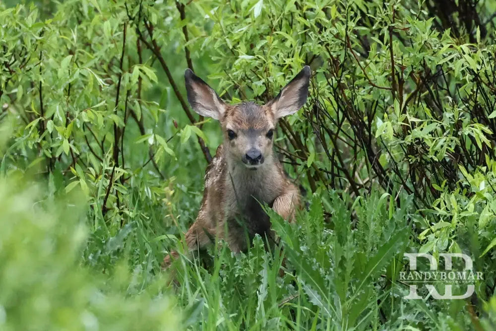 Deer fawn