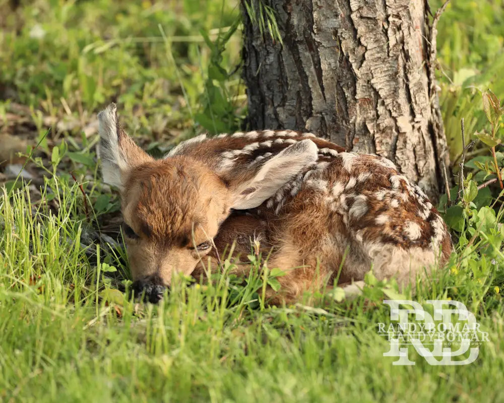 Deer Fawn