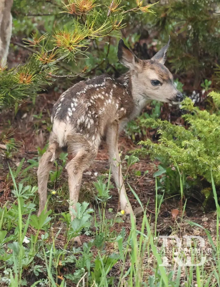 Deer fawn