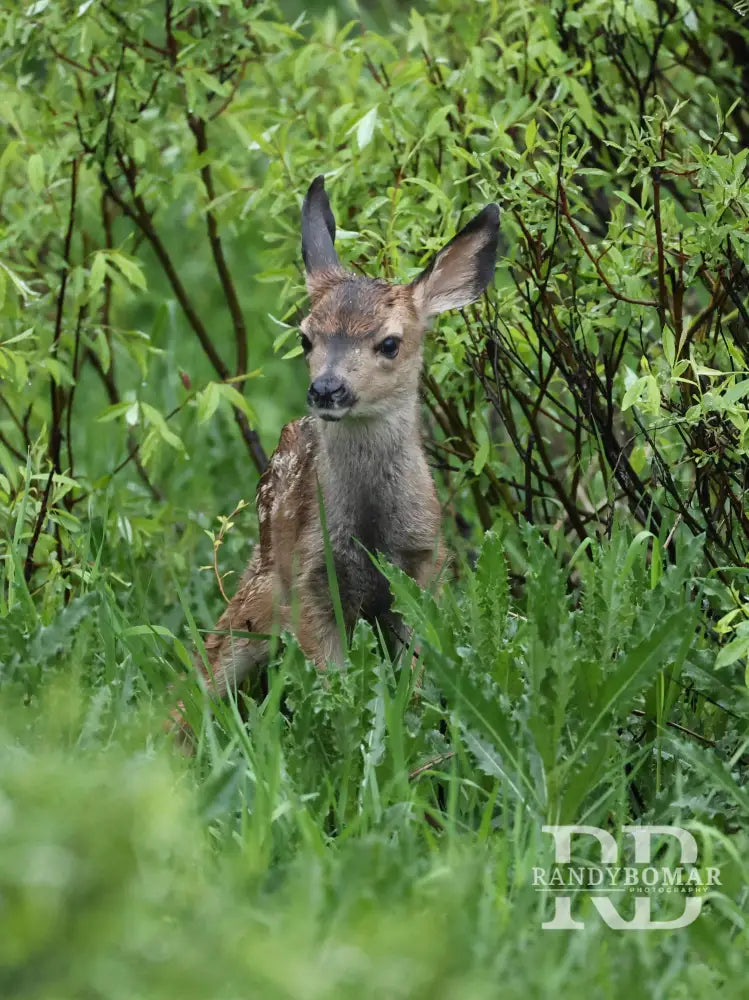 Deer fawn