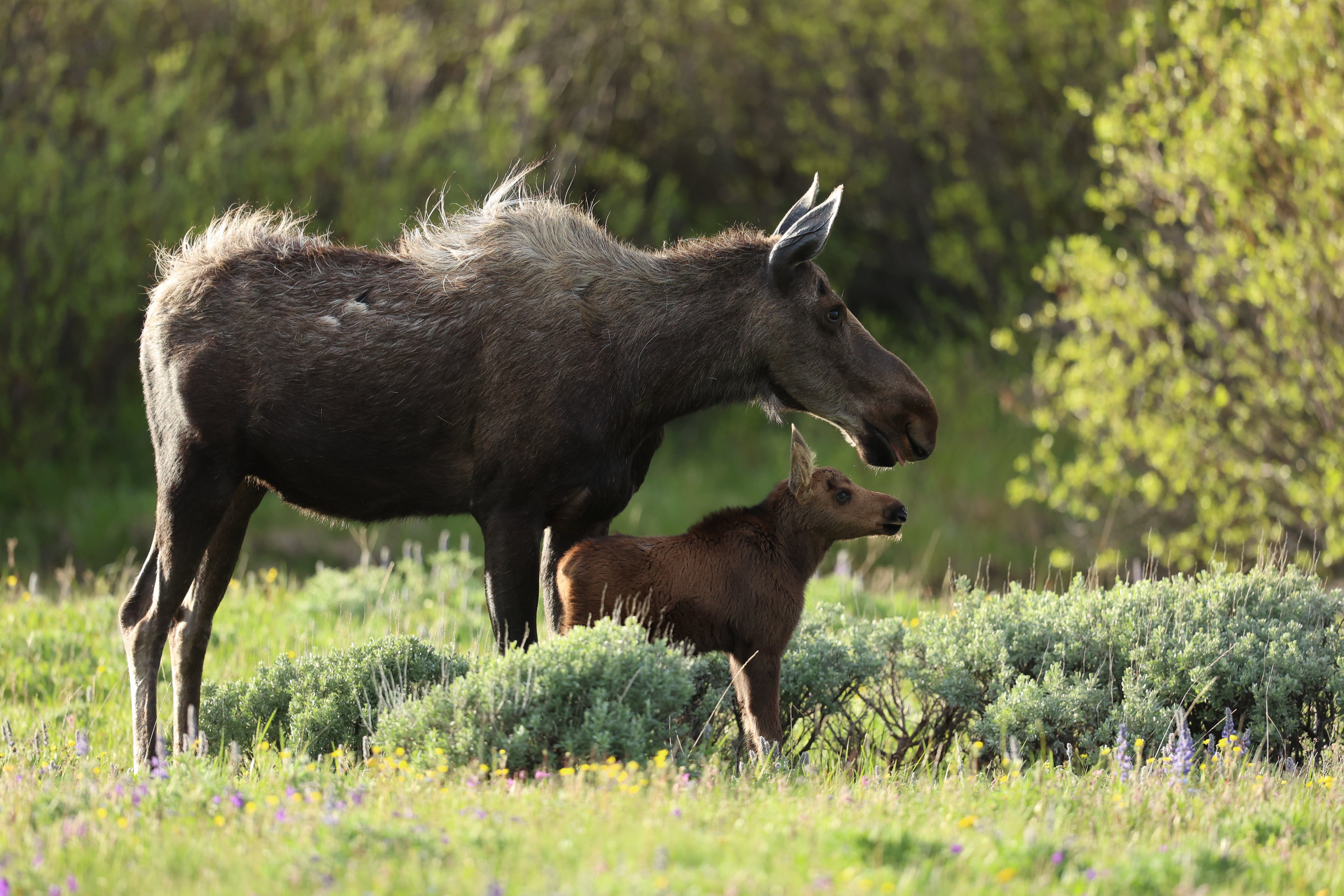 Moose looking over calf