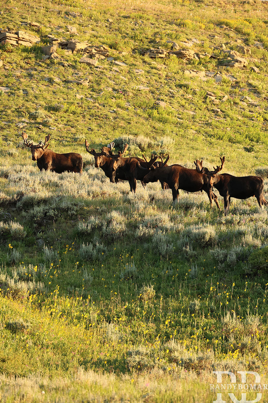 Moose