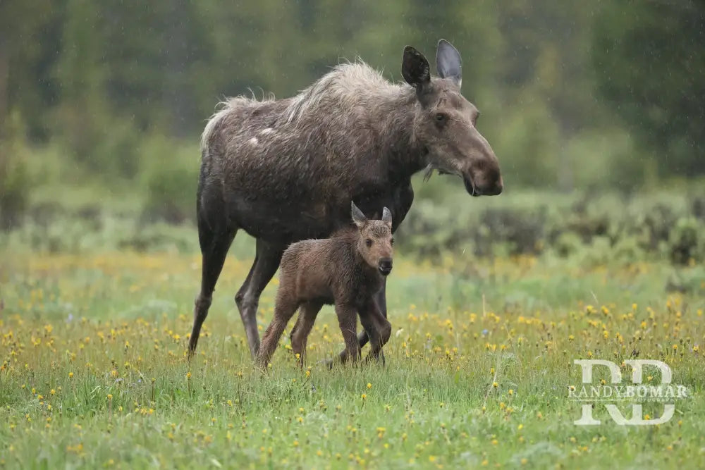 Moose in rain