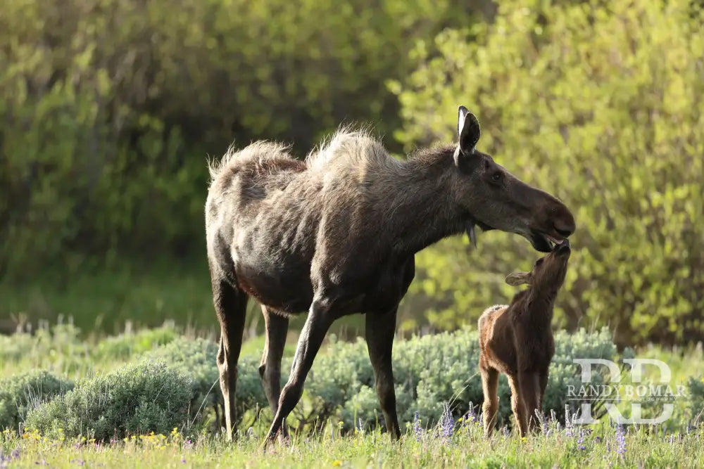 Moose kiss