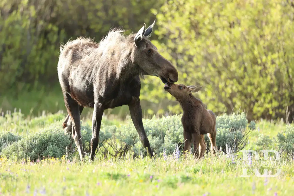 Moose kiss