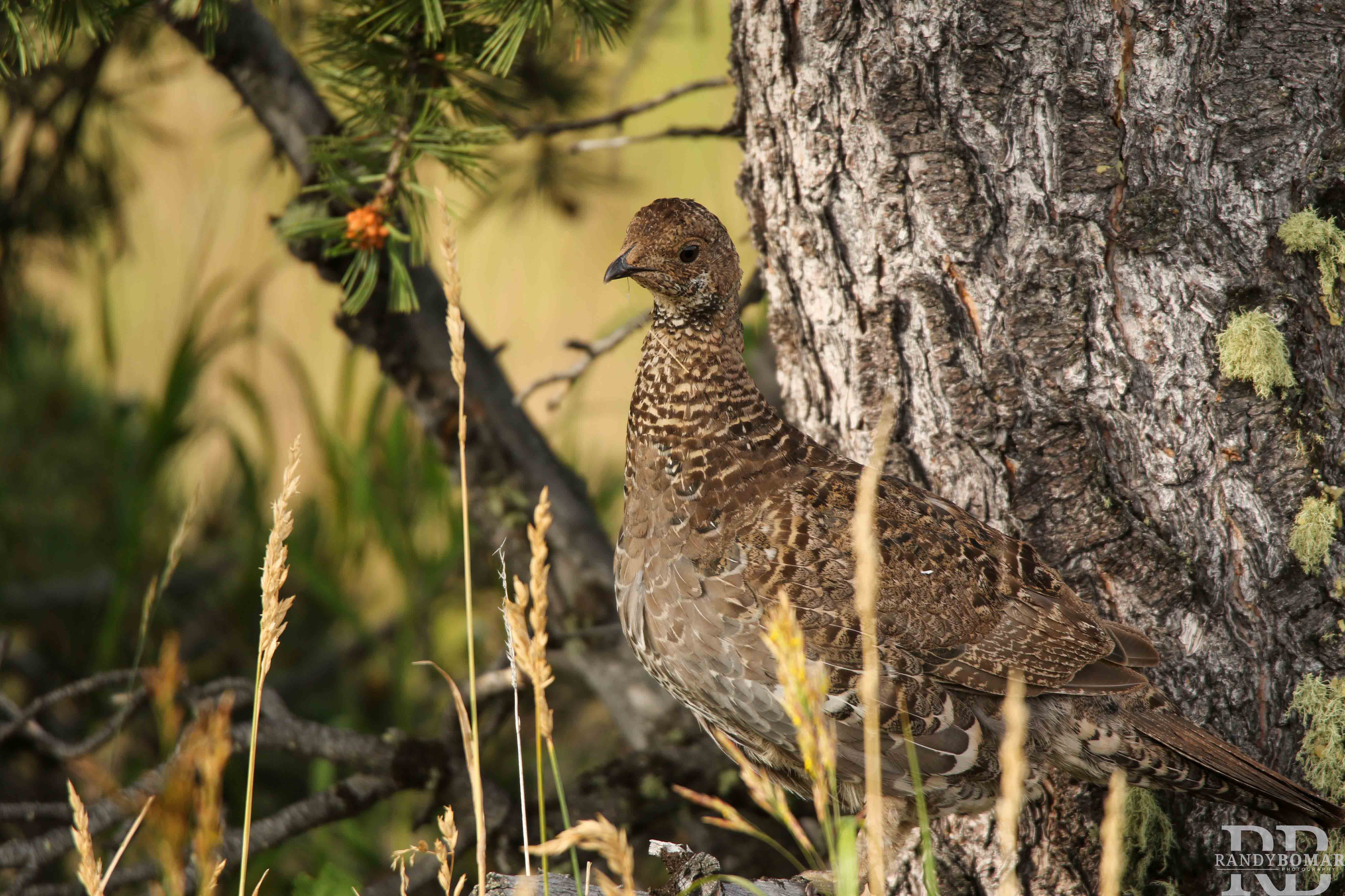 Blue Sage Grouse