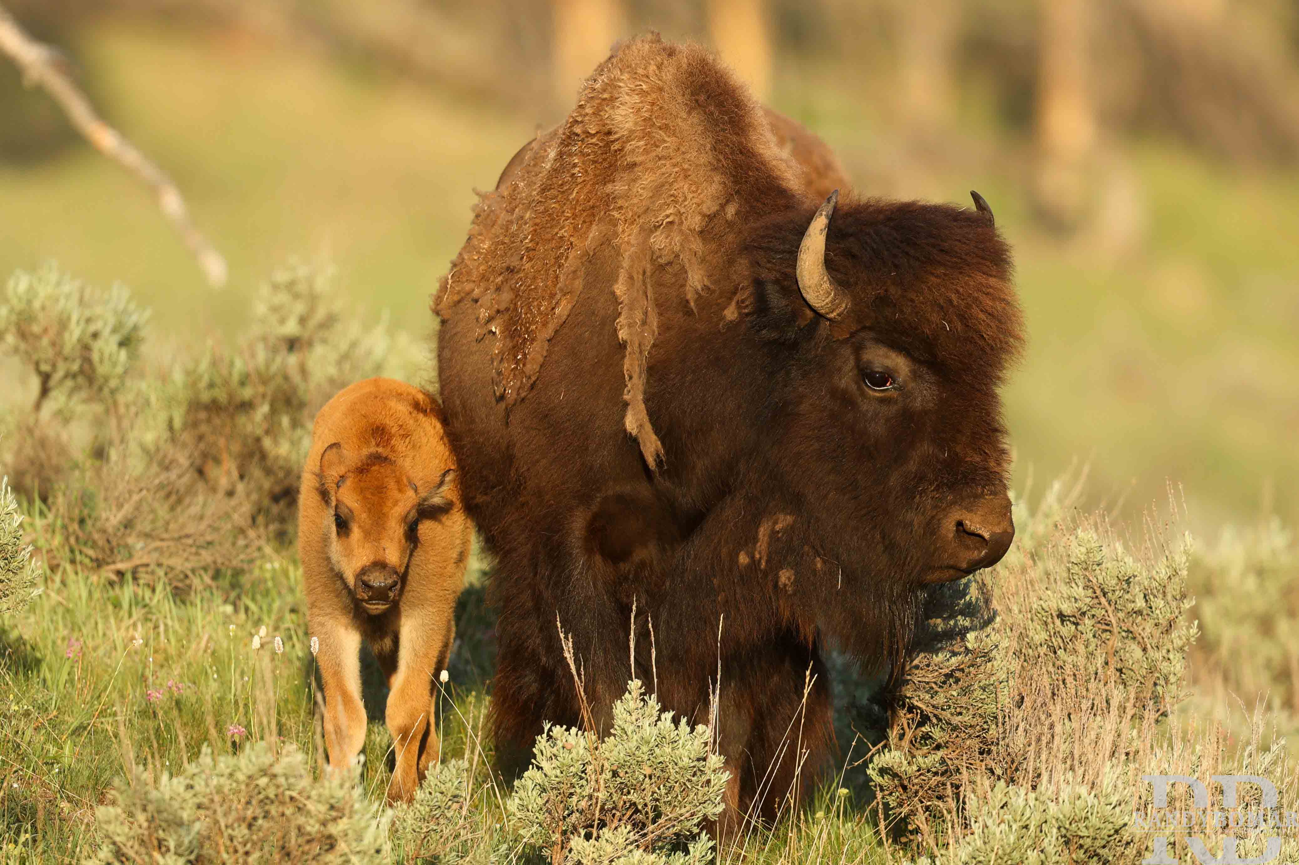 Bison