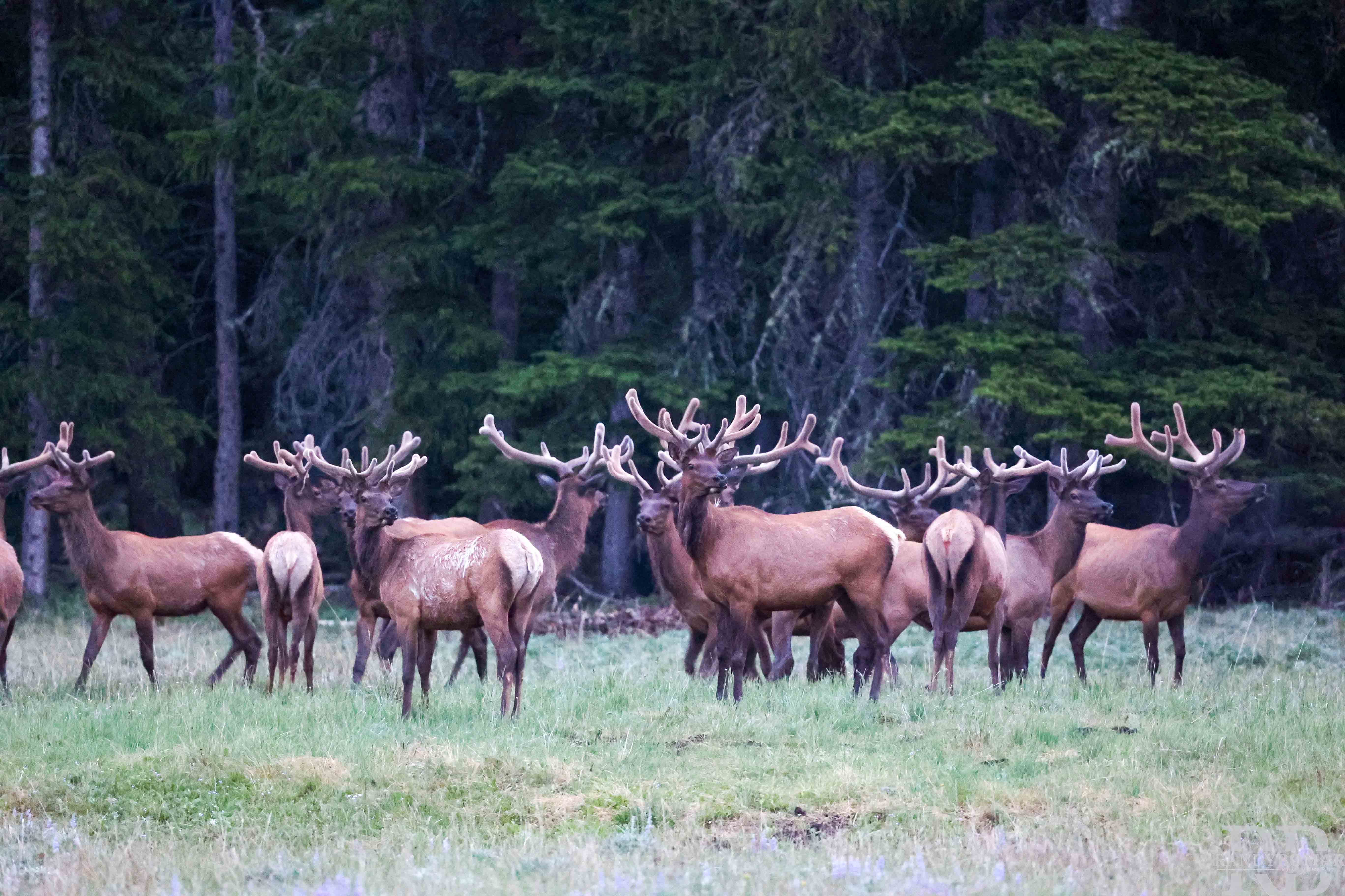 Elk