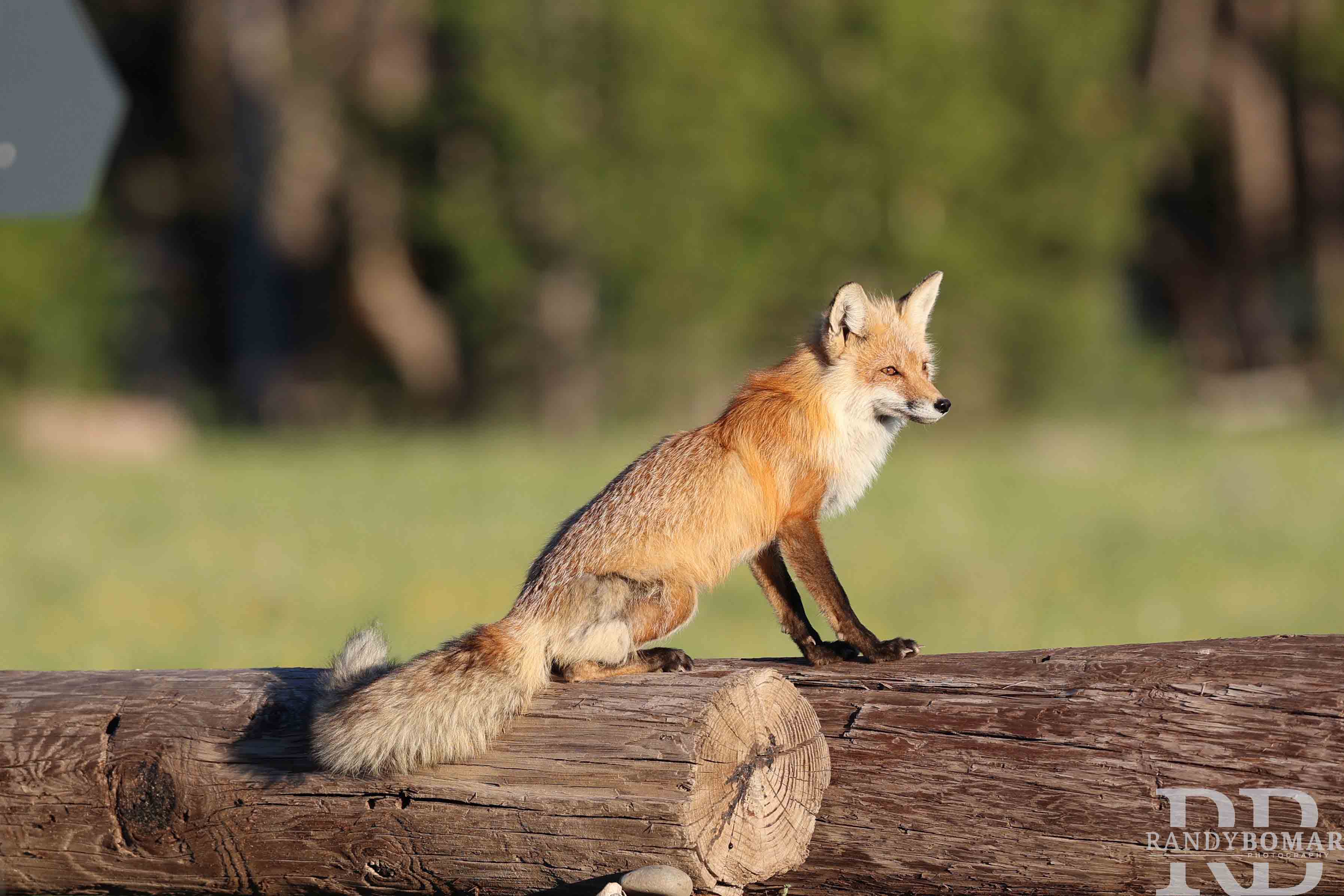 Fox