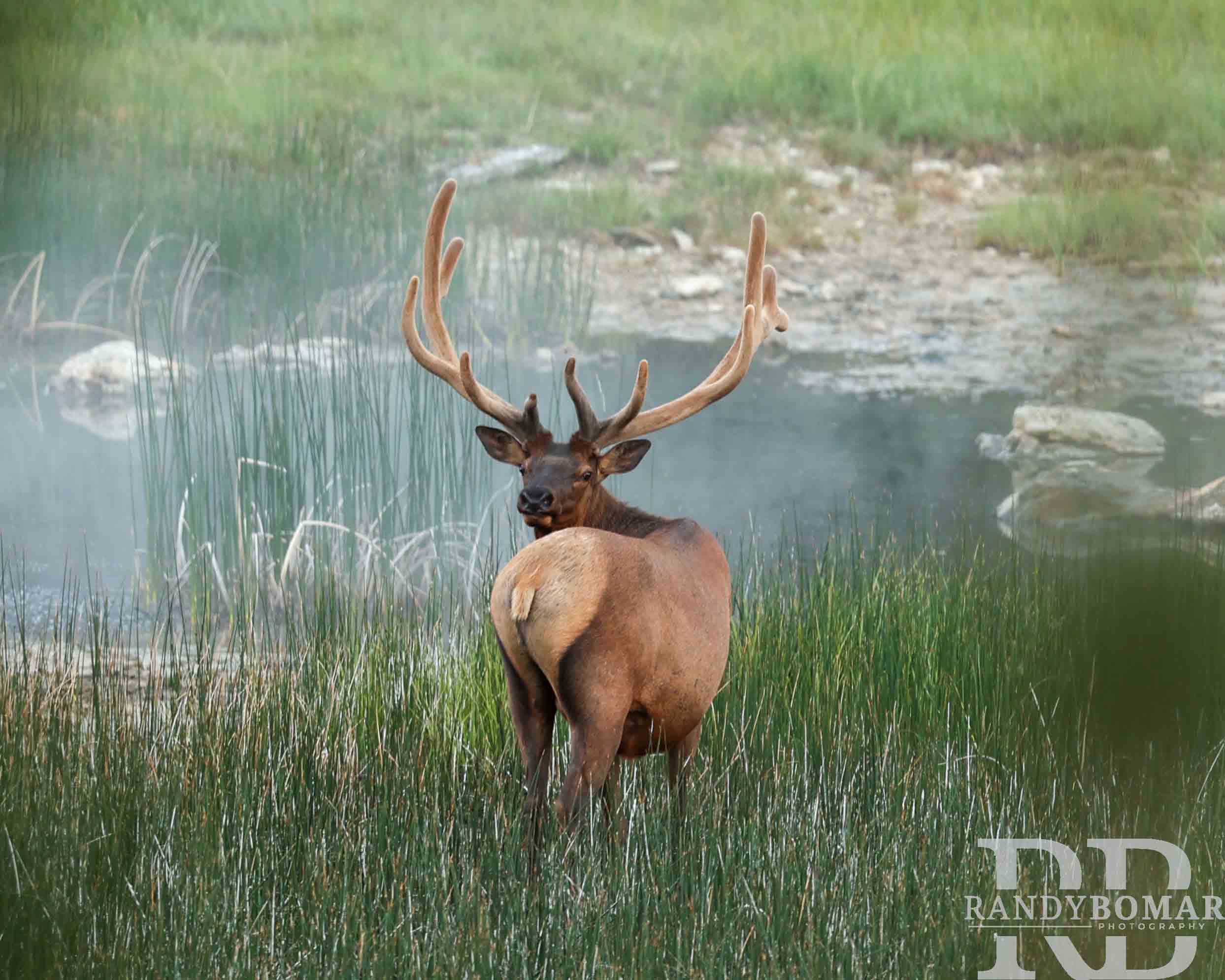 Elk