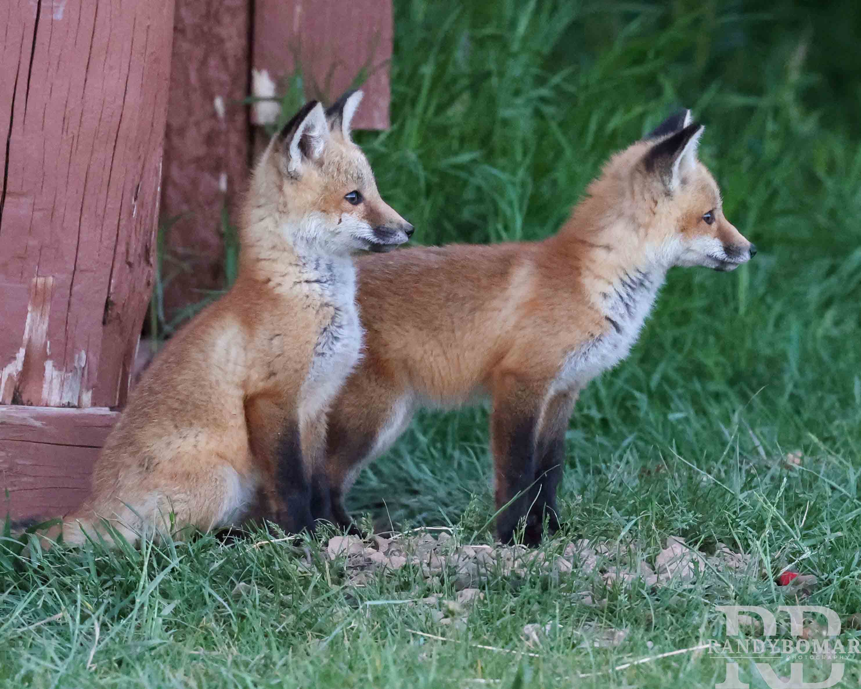 Fox