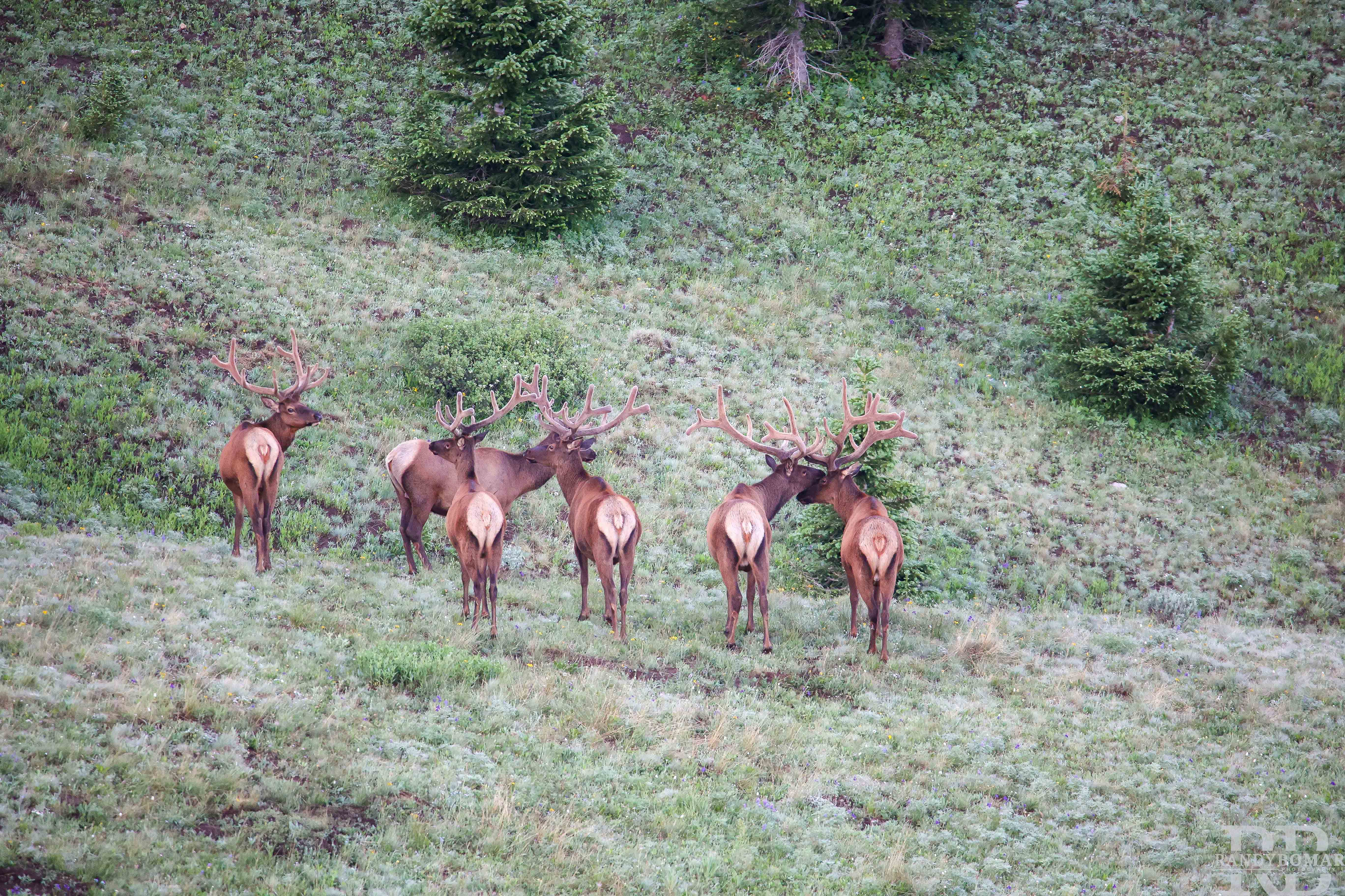 Elk