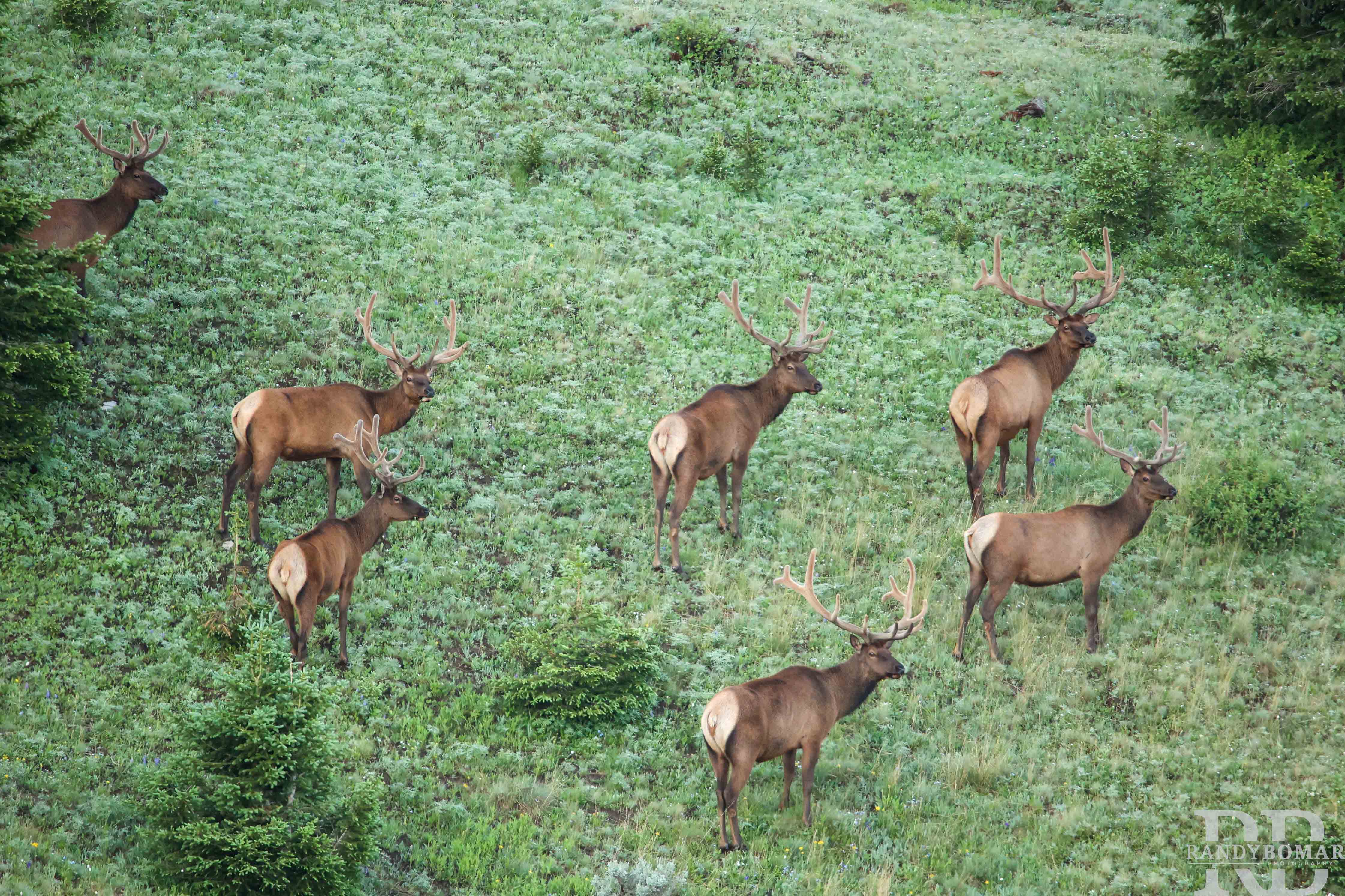 Elk