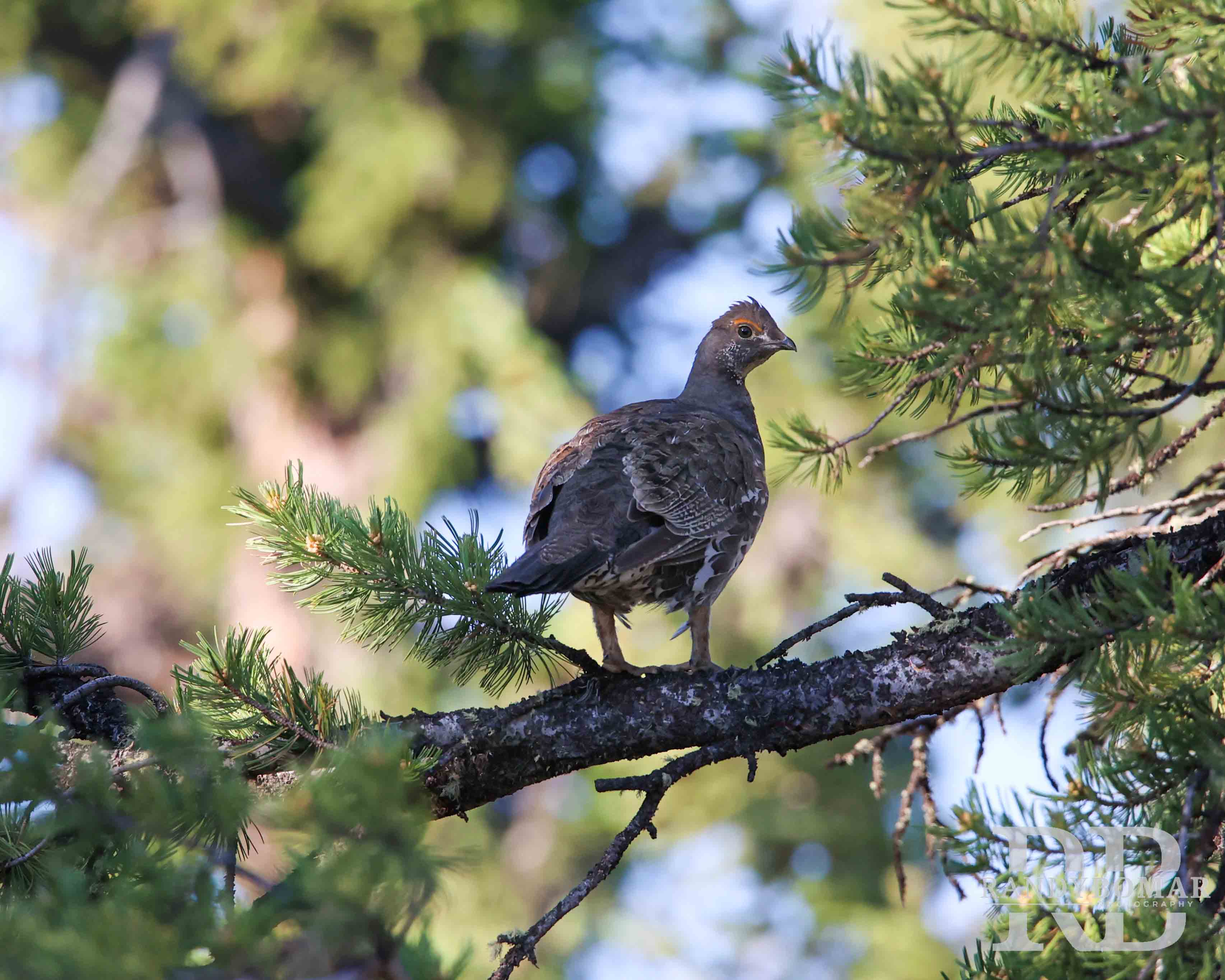 Blue Sage Grouse