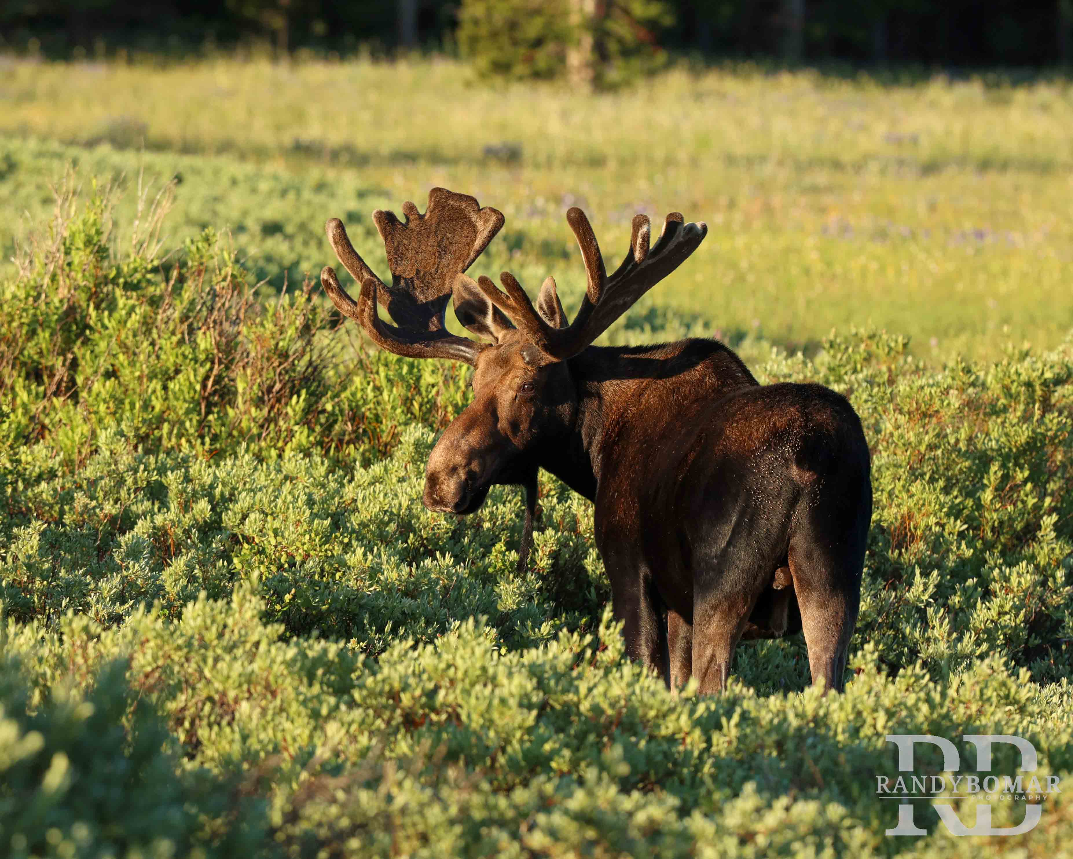 Moose