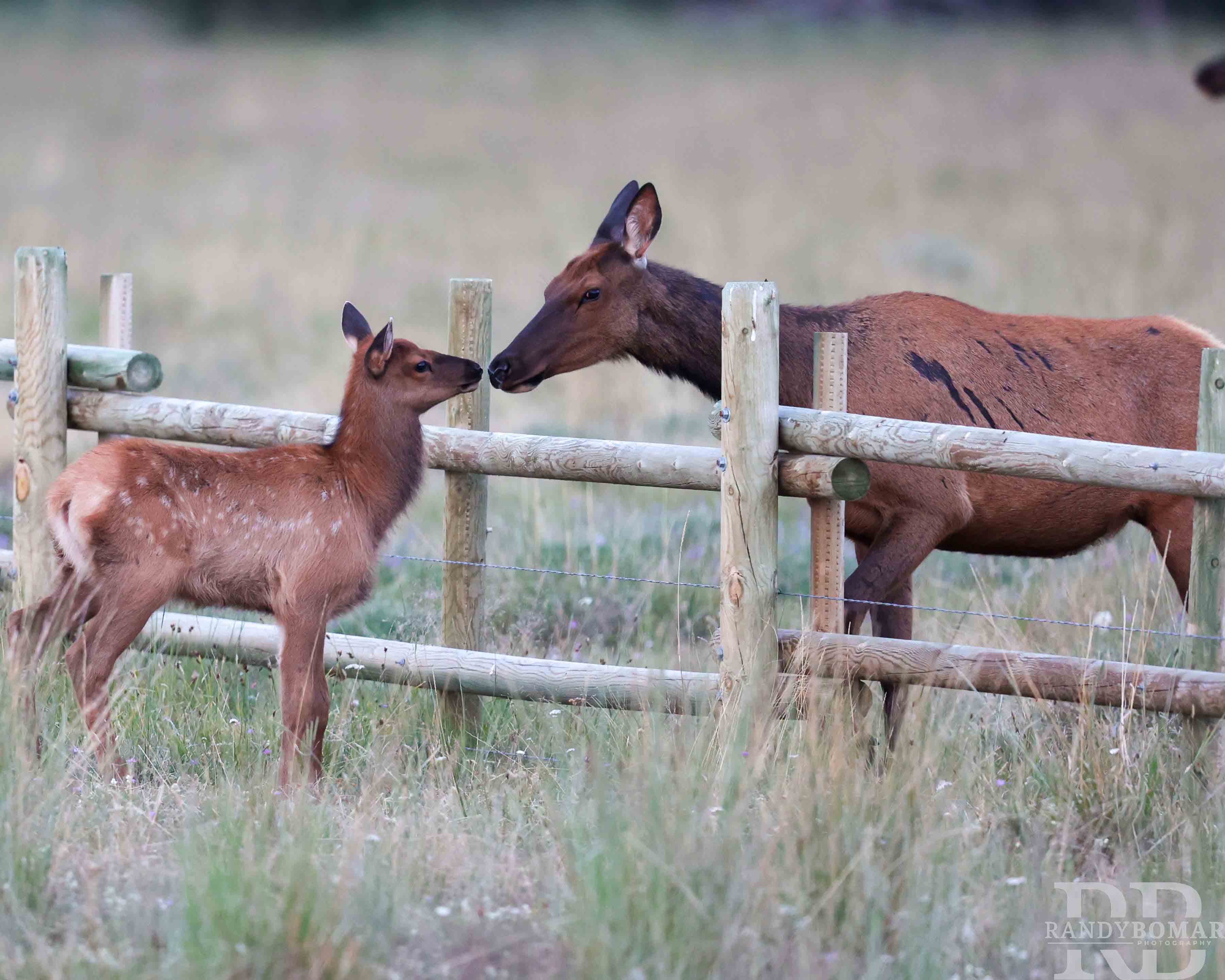 Elk