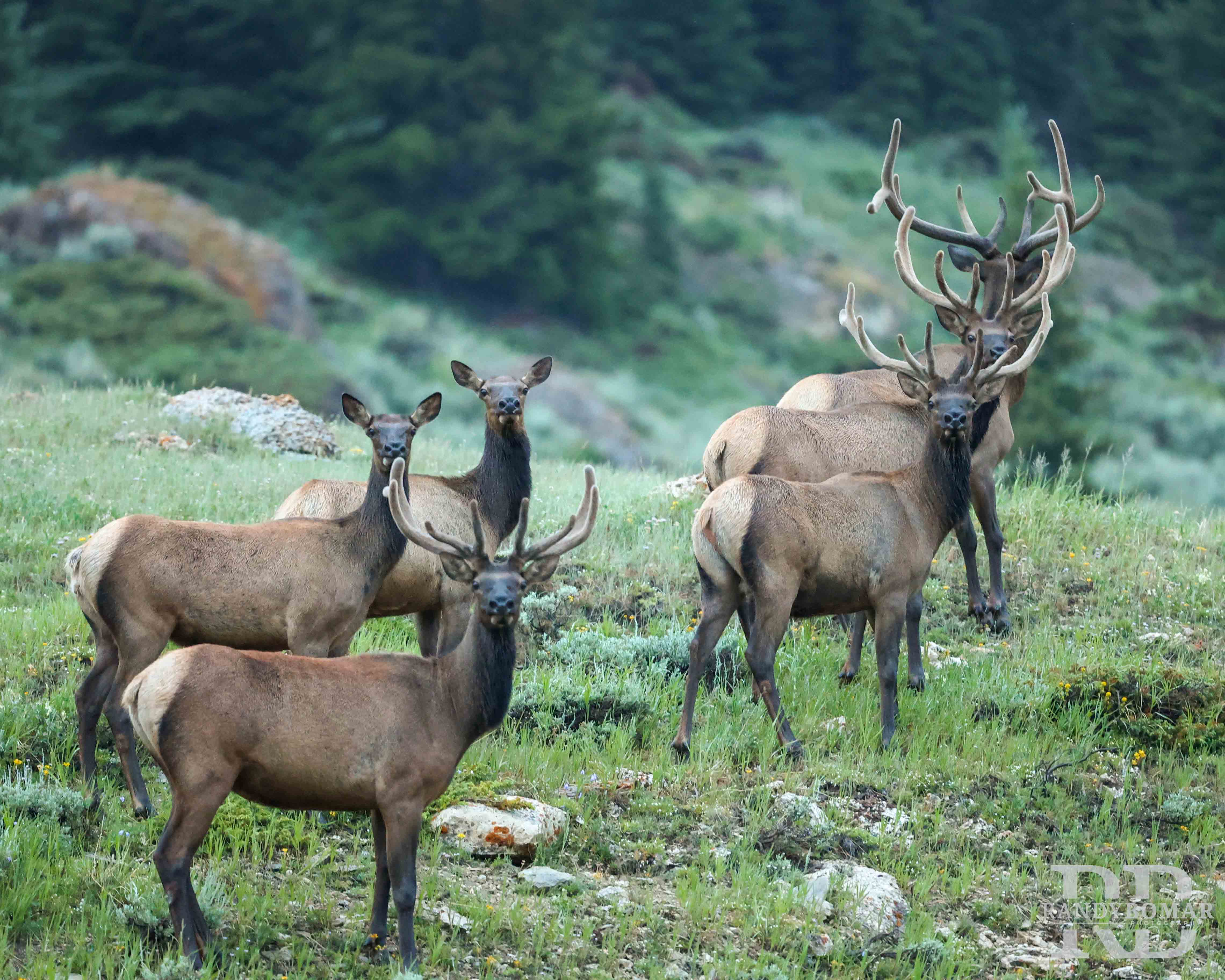 Elk