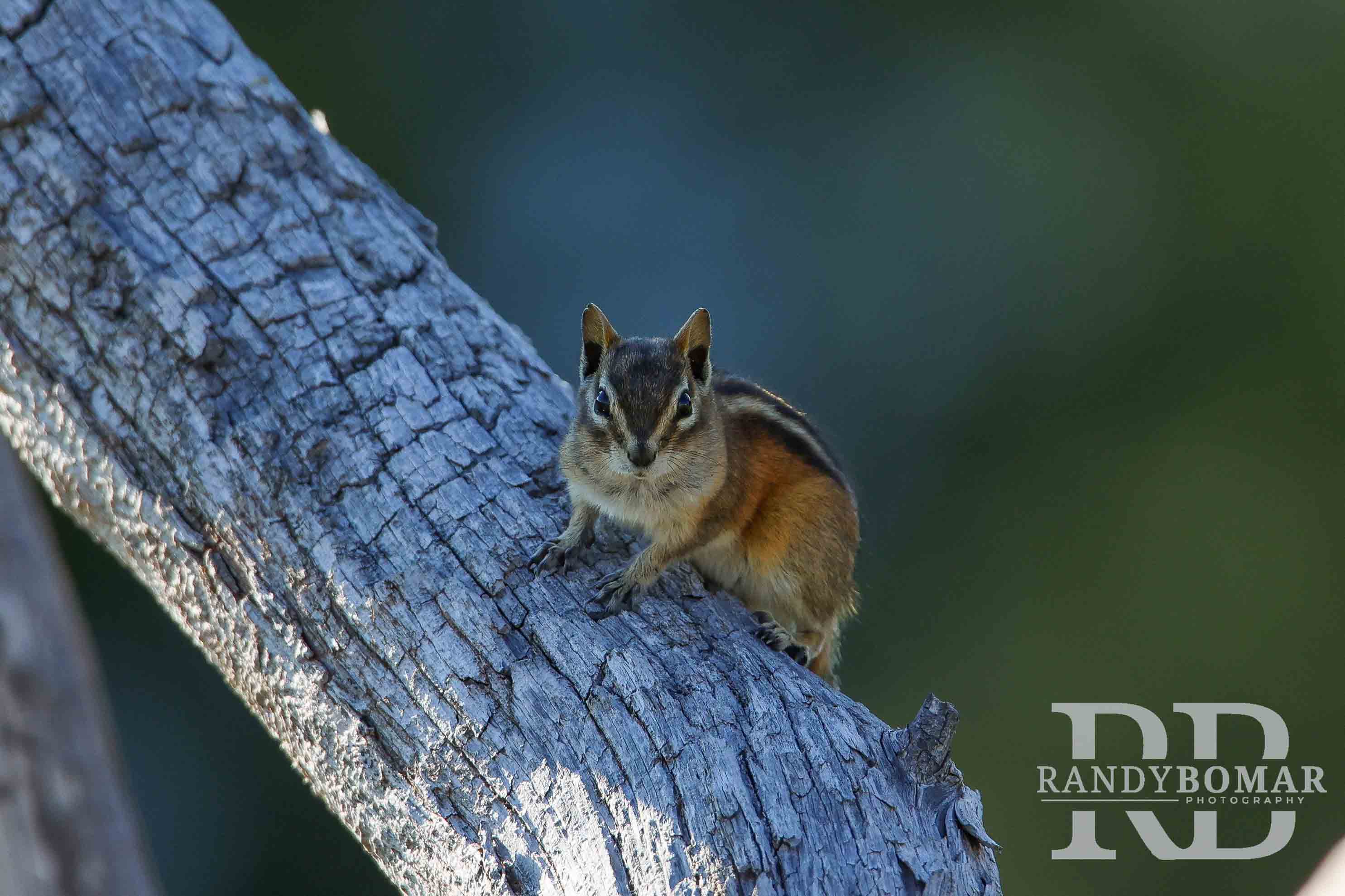 Chipmunk