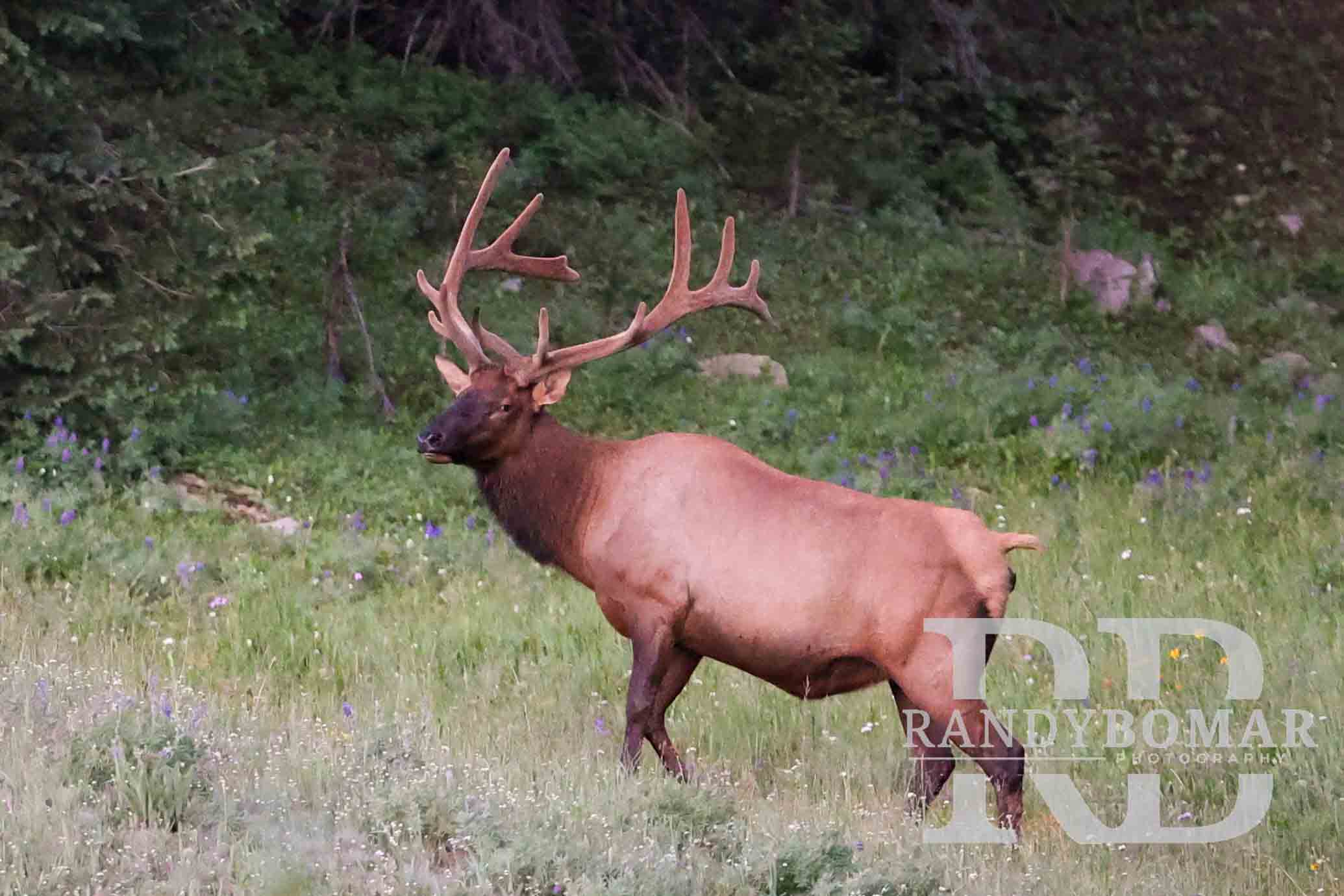 Elk