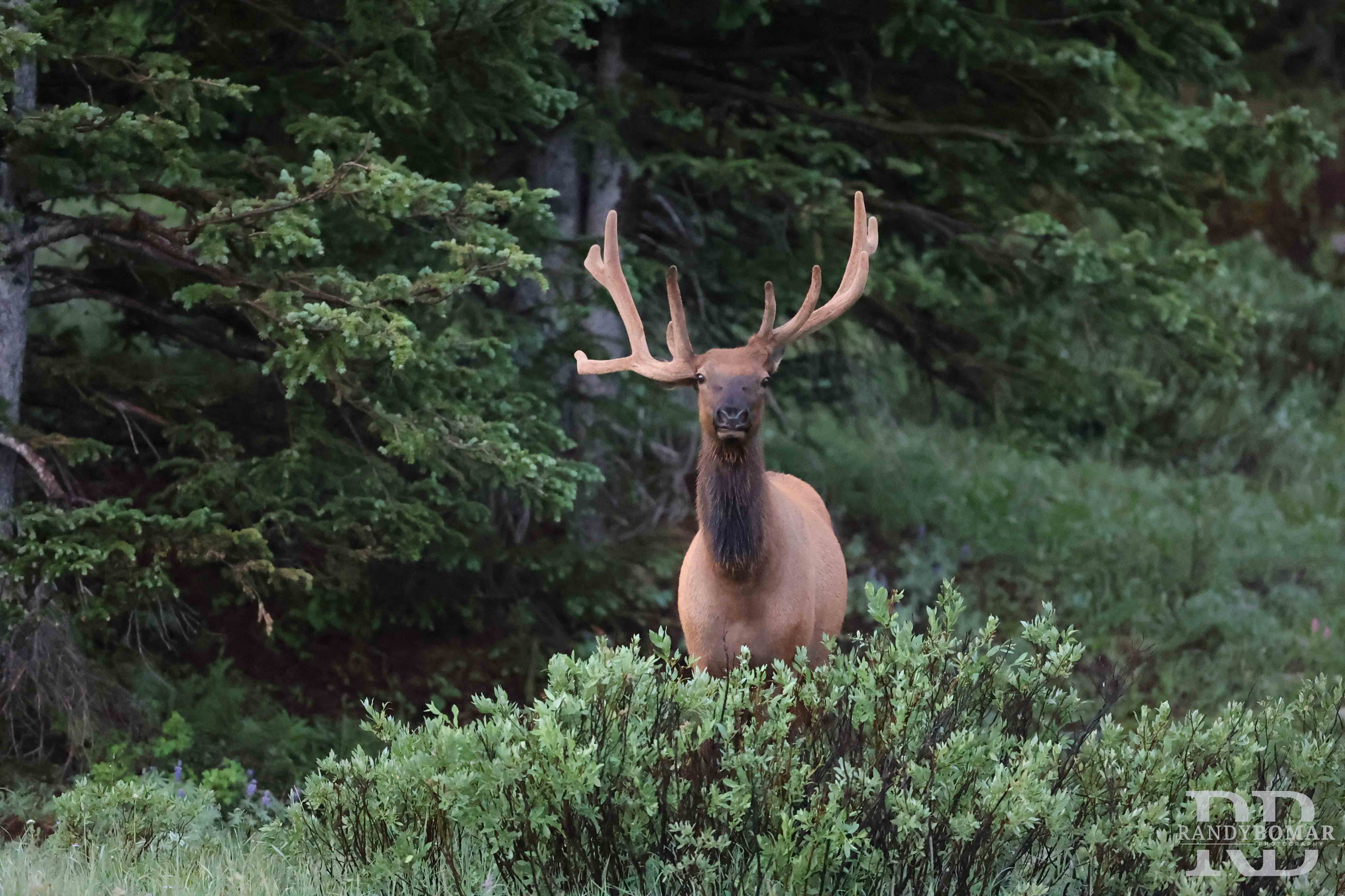 Elk