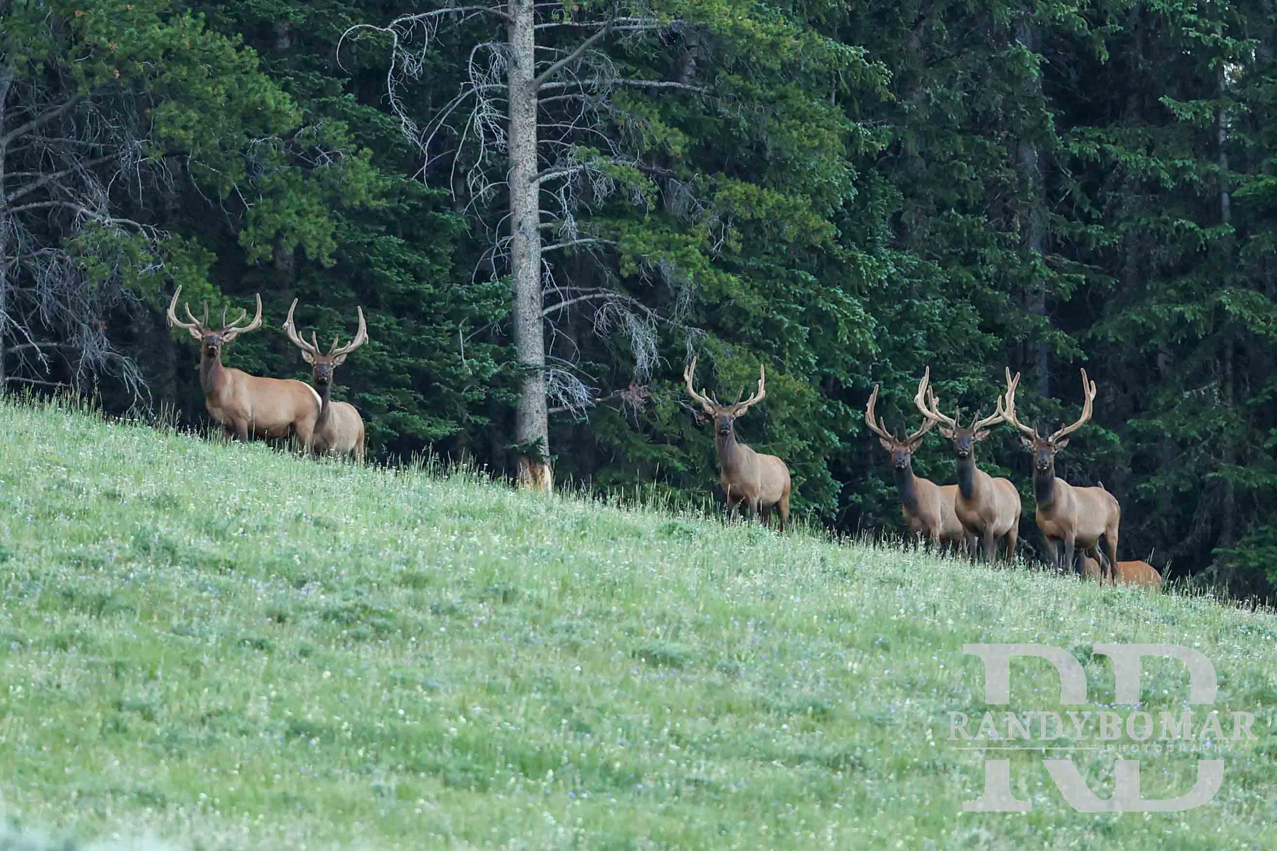 Elk